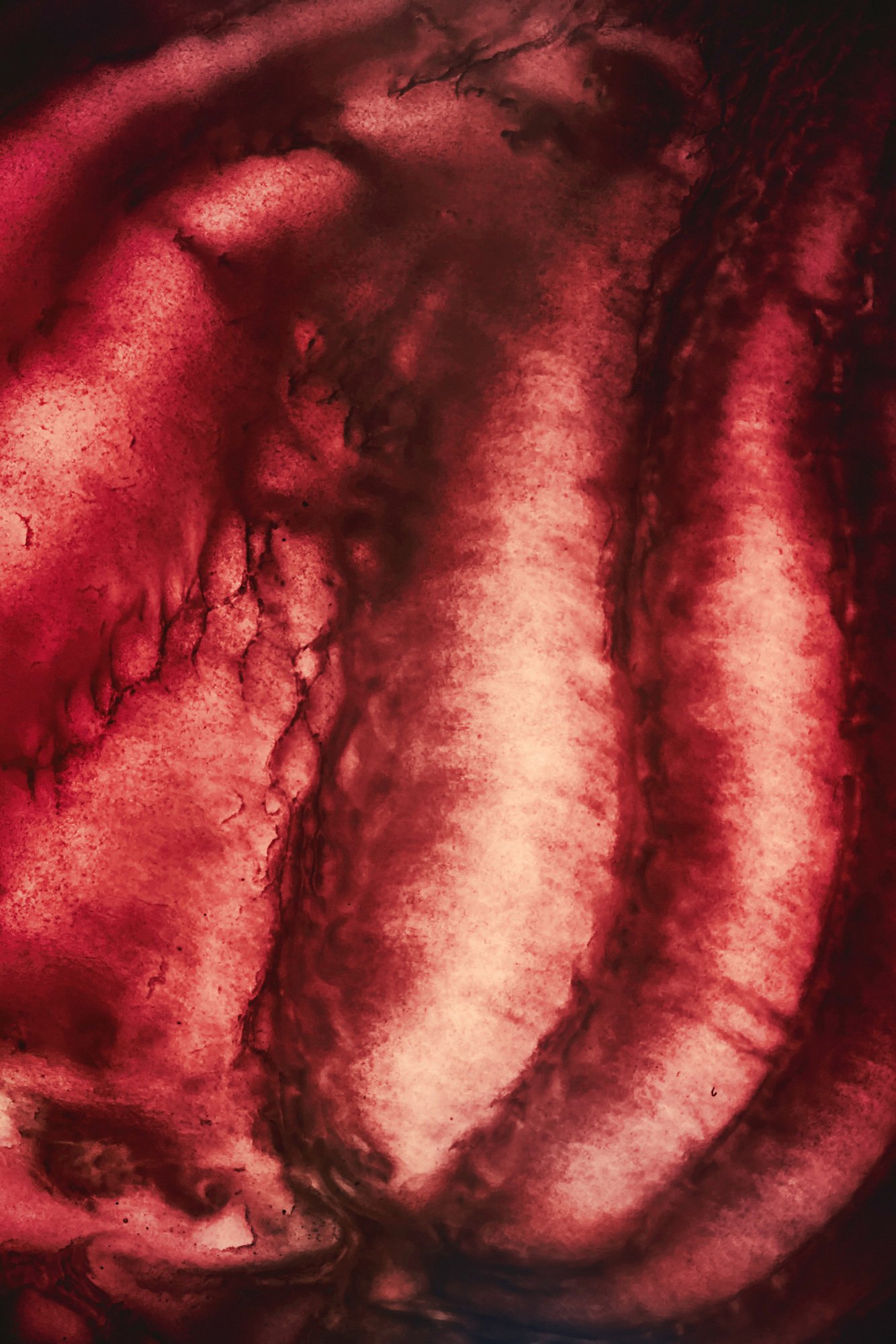 A whole beetroot with its stems, photographed as a still life, Inside Out by Hannah Caldwell
