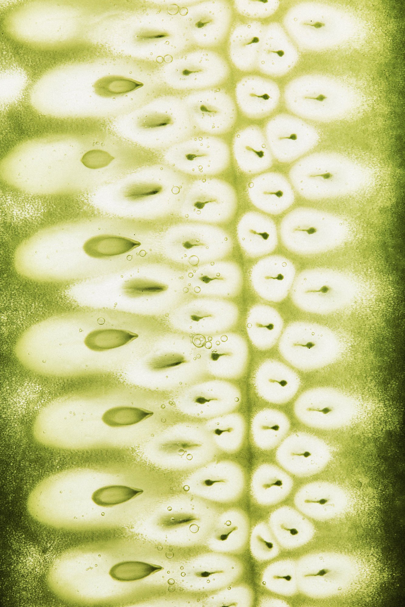 A fresh cucumber, cut and opened, Inside Out by Hannah Caldwell