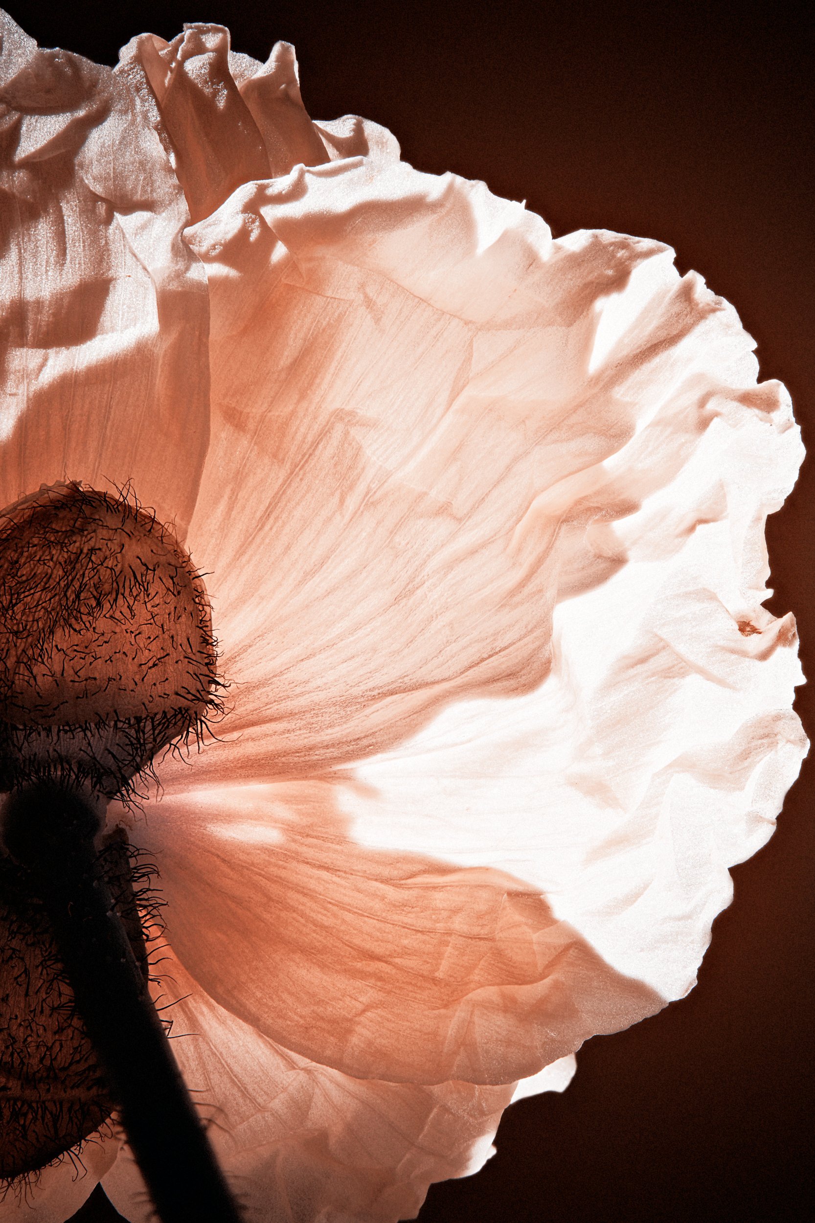 Organic form curving against darkness, Formation by Hannah Caldwell