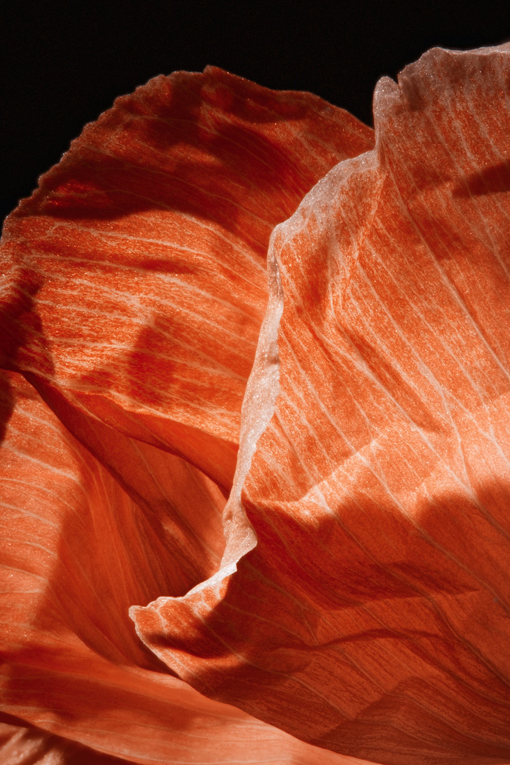 A fold of organic structure in soft light, Formation by Hannah Caldwell