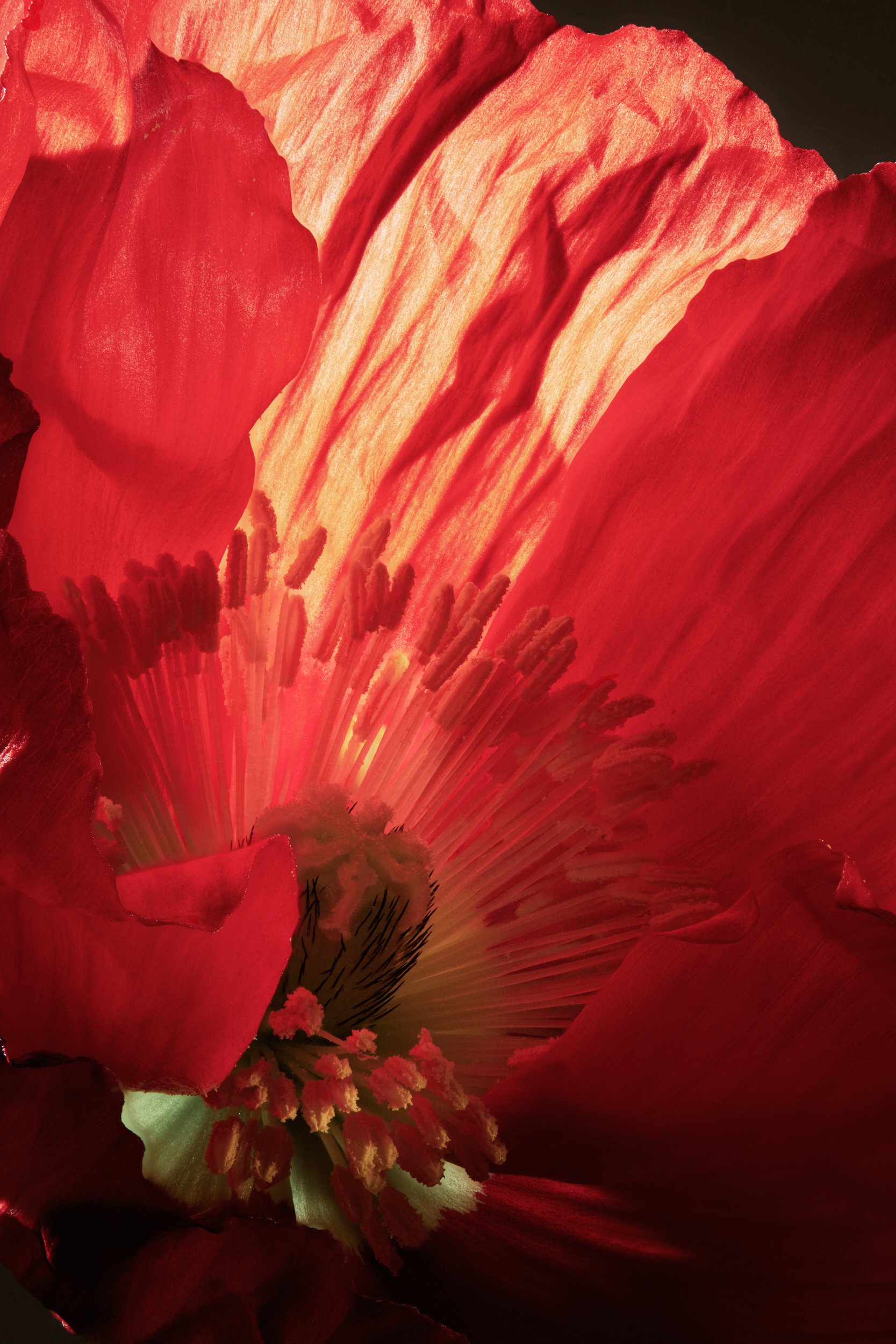 An abstract botanical form against shadow, Formation by Hannah Caldwell