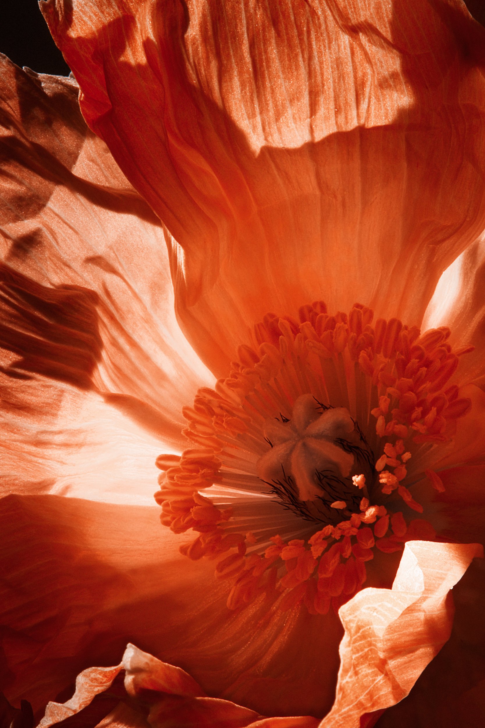 Organic form resolving into pattern, Formation by Hannah Caldwell