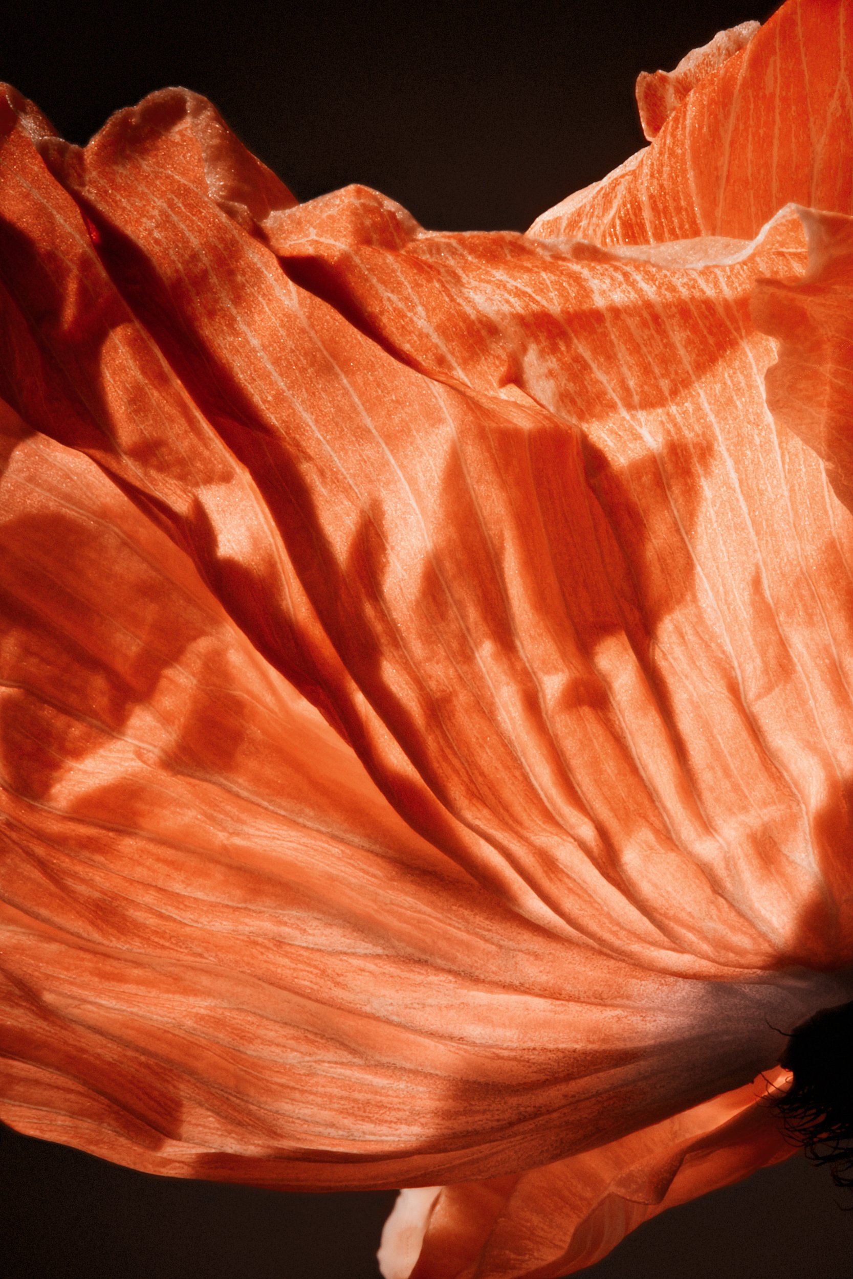 A study of growth and stillness, Formation by Hannah Caldwell