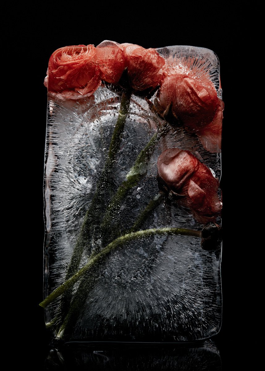 Red and coral blooms on long green stems, set deep in a frosted block of ice, Frozen by Hannah Caldwell