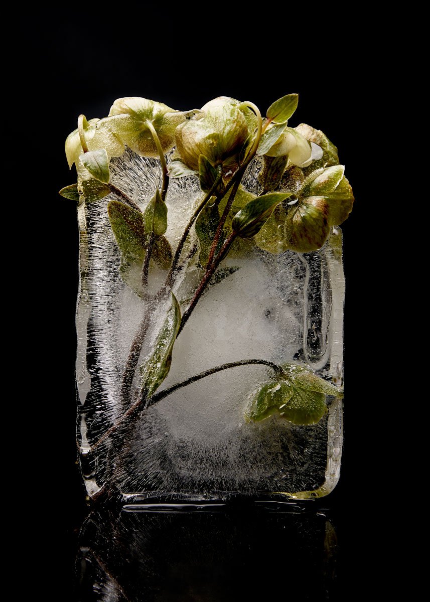 Pale green blooms and leaves on slender stems, held in a clouded white block of ice, Frozen by Hannah Caldwell