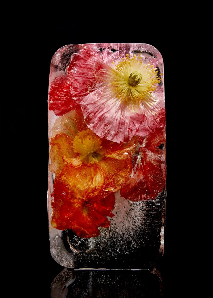 Pink and orange poppies, one open to the camera with a yellow centre, frozen in clear ice, Frozen by Hannah Caldwell