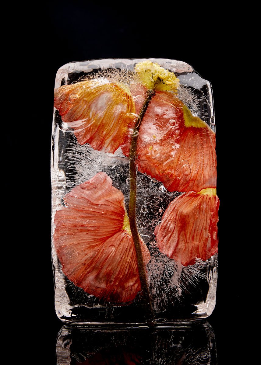Coral poppies pressed against the faces of an ice block, their petals flattened by the freeze, Frozen by Hannah Caldwell