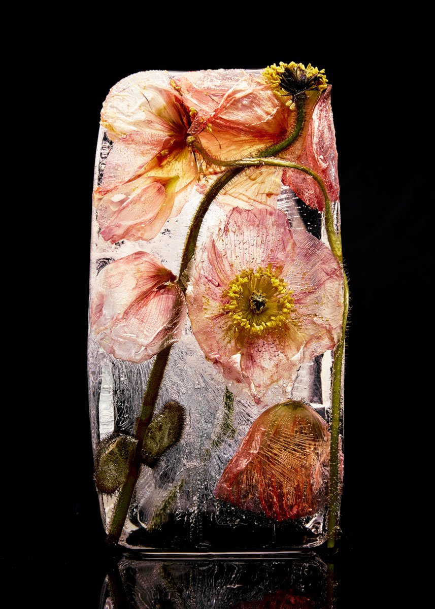 Apricot and pink poppies with yellow centres, a stem curving down through a tall block of ice, Frozen by Hannah Caldwell
