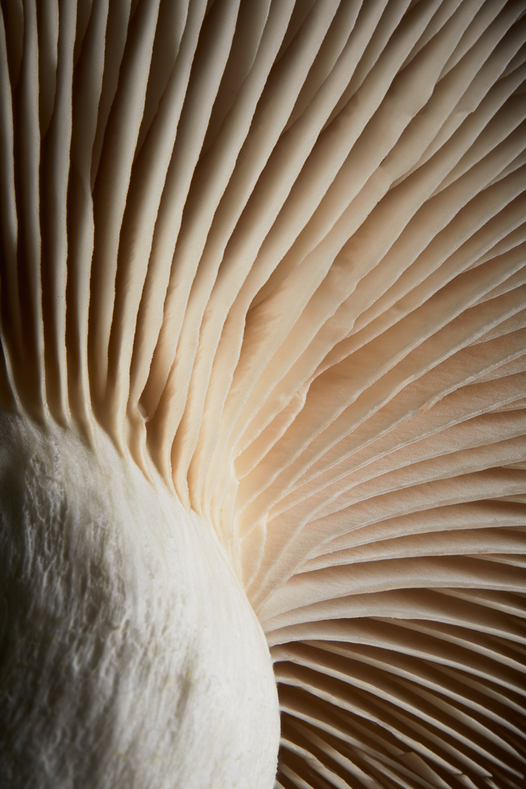 A fan of cream coloured gills filling the frame, lit from the side, Fungi by Hannah Caldwell