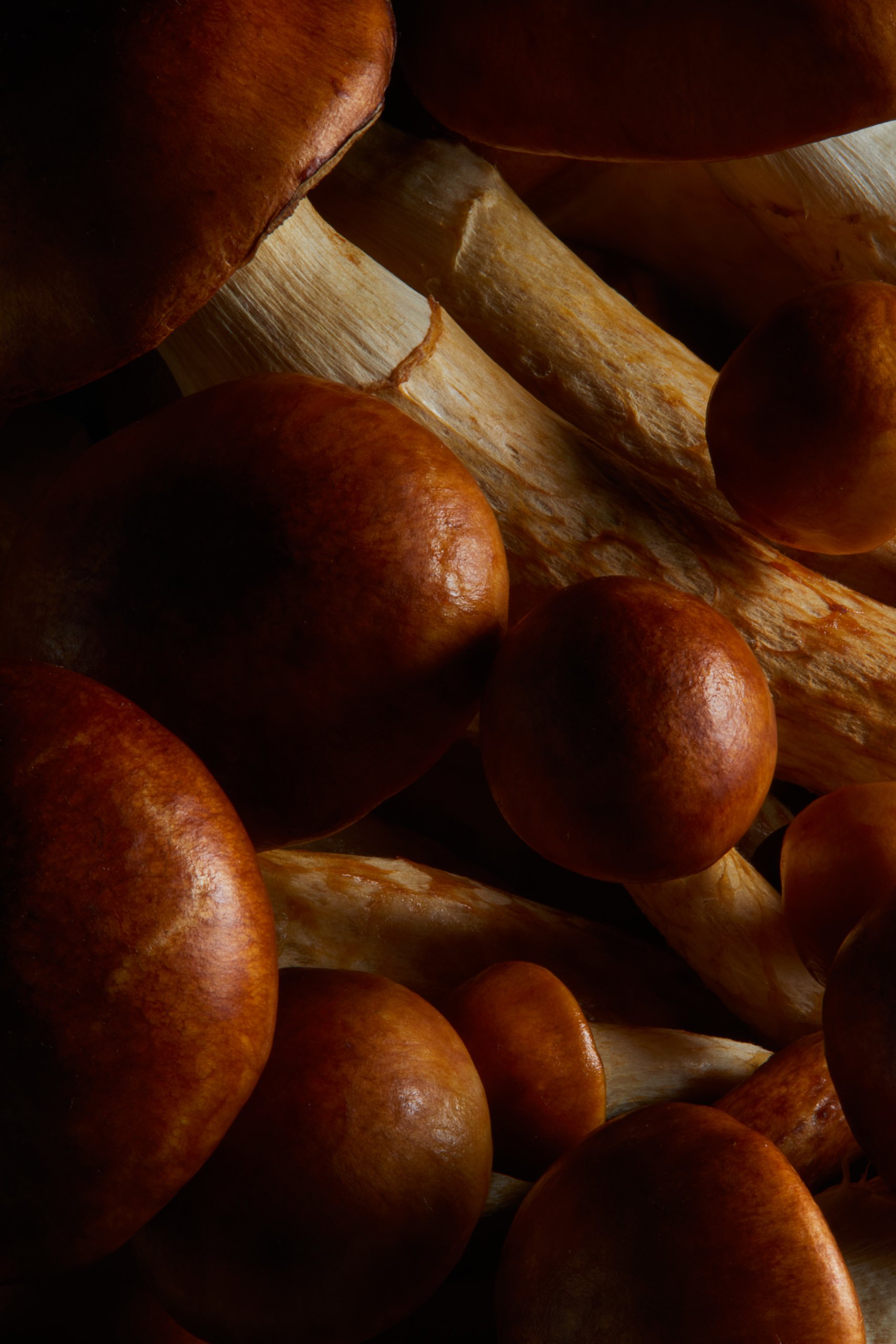 A mushroom cap and gills emerging from darkness, Fungi by Hannah Caldwell