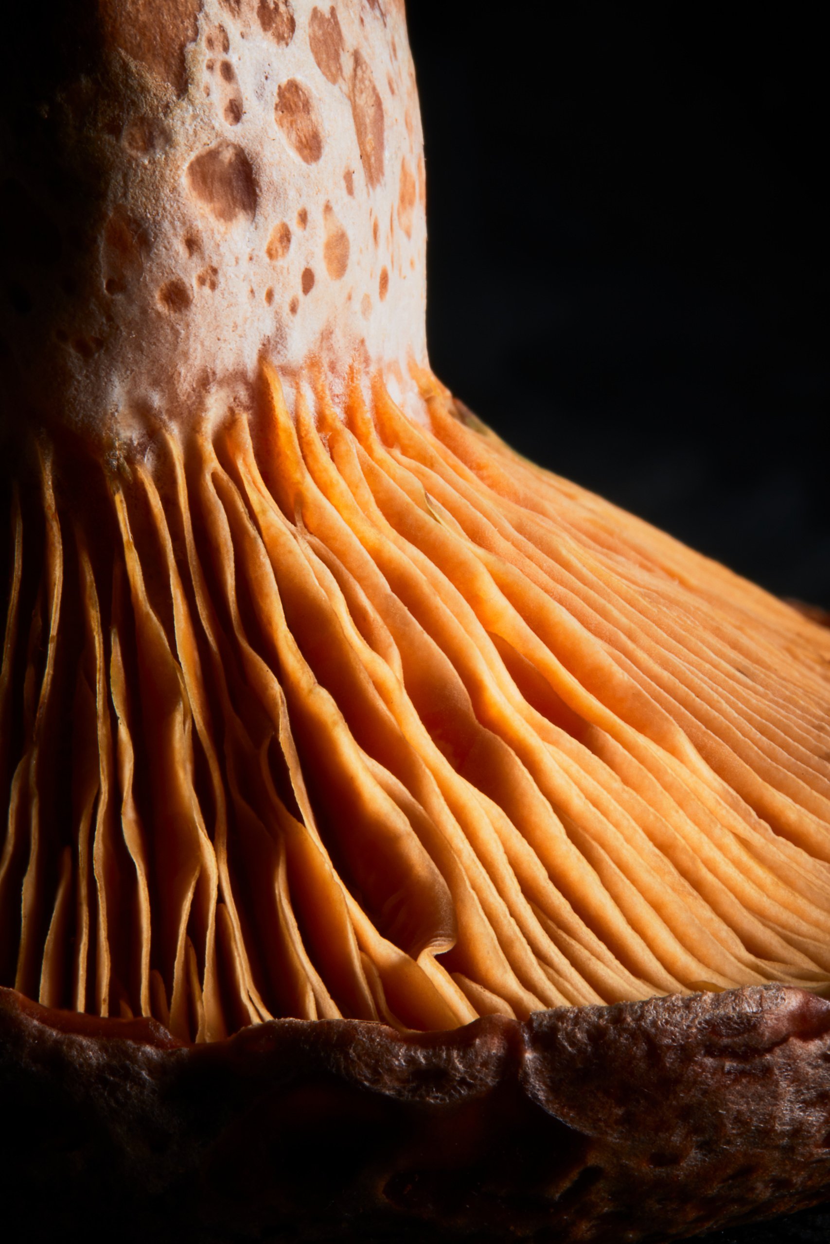The stem and gills of a pine mushroom, orange against black, Fungi by Hannah Caldwell