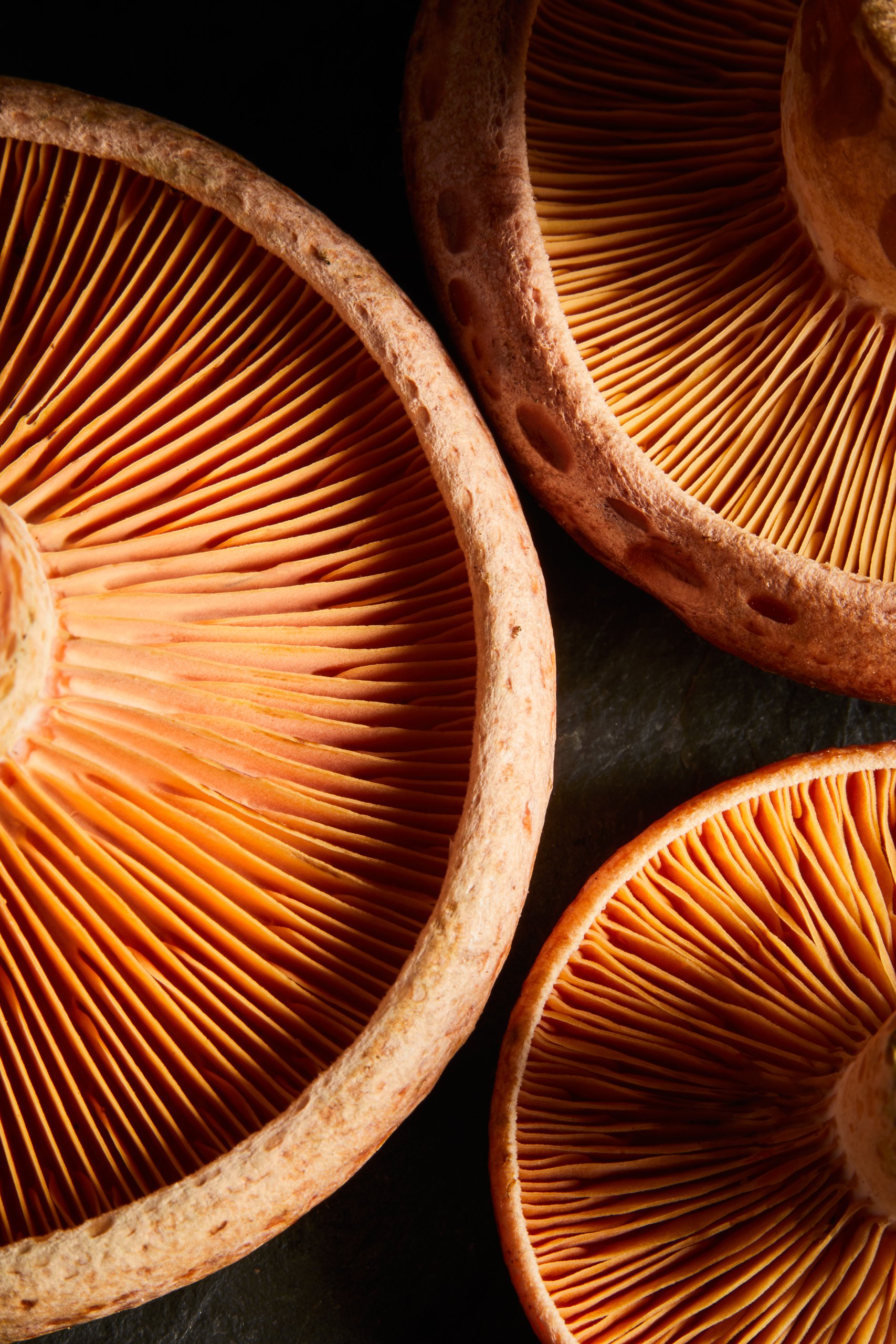 Pine mushroom caps seen from above, their gills radiating in orange, Fungi by Hannah Caldwell