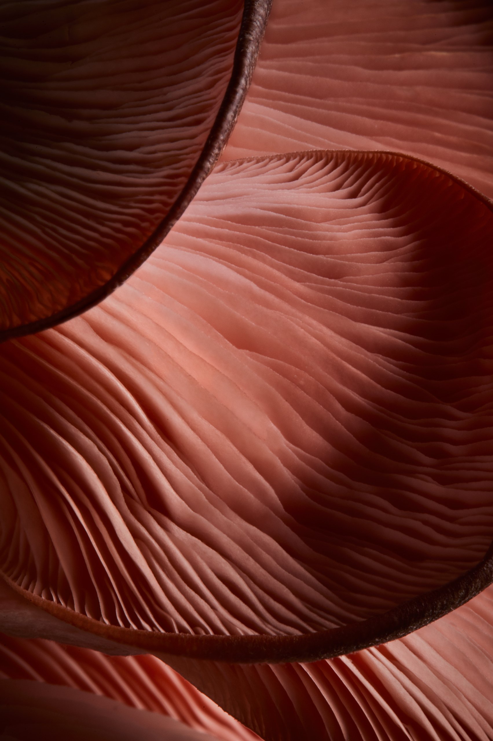 A pink oyster mushroom, a close study in low light, Fungi by Hannah Caldwell