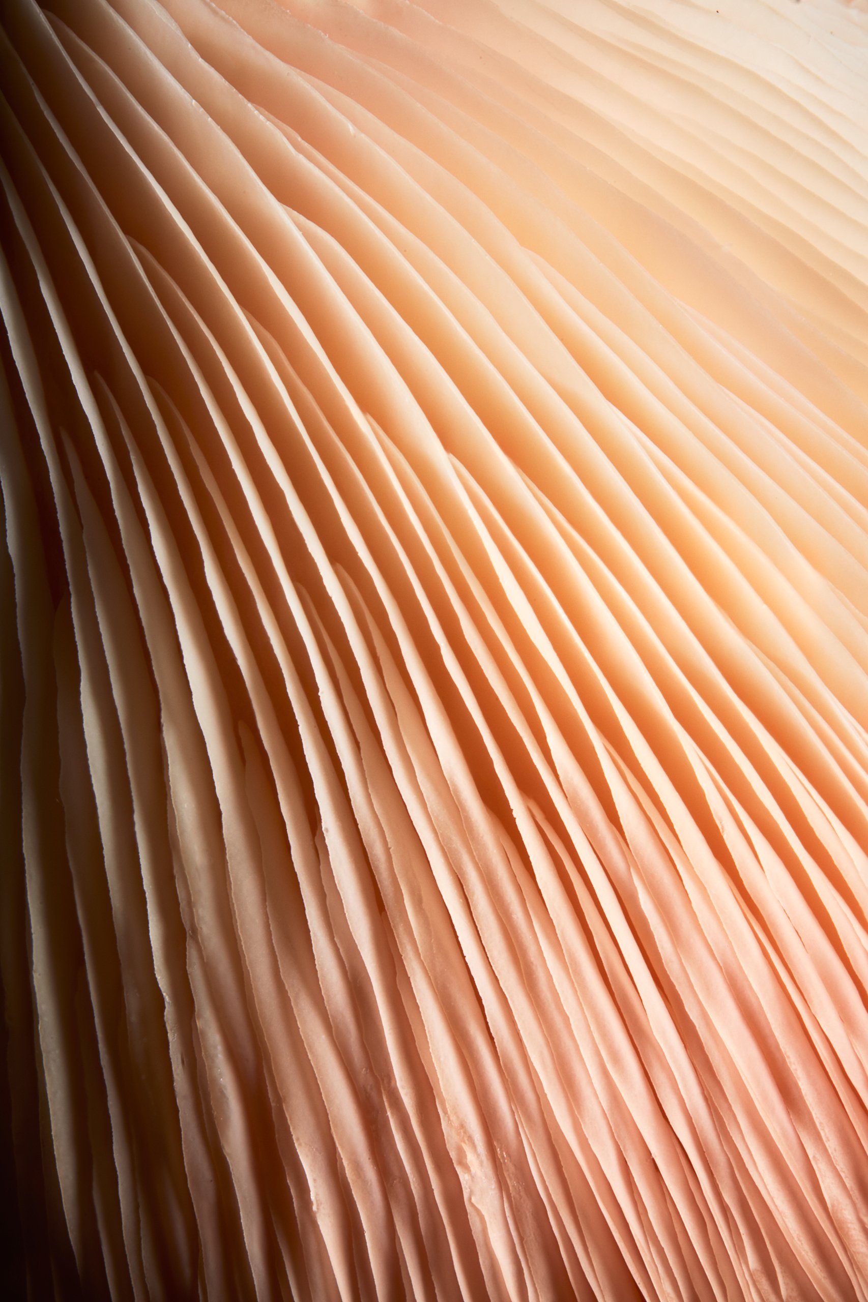 A pink oyster mushroom, a close study in low light, Fungi by Hannah Caldwell