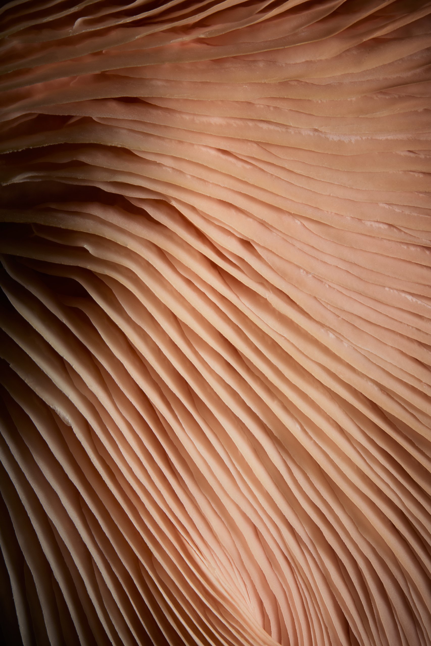 A pink oyster mushroom, a close study in low light, Fungi by Hannah Caldwell