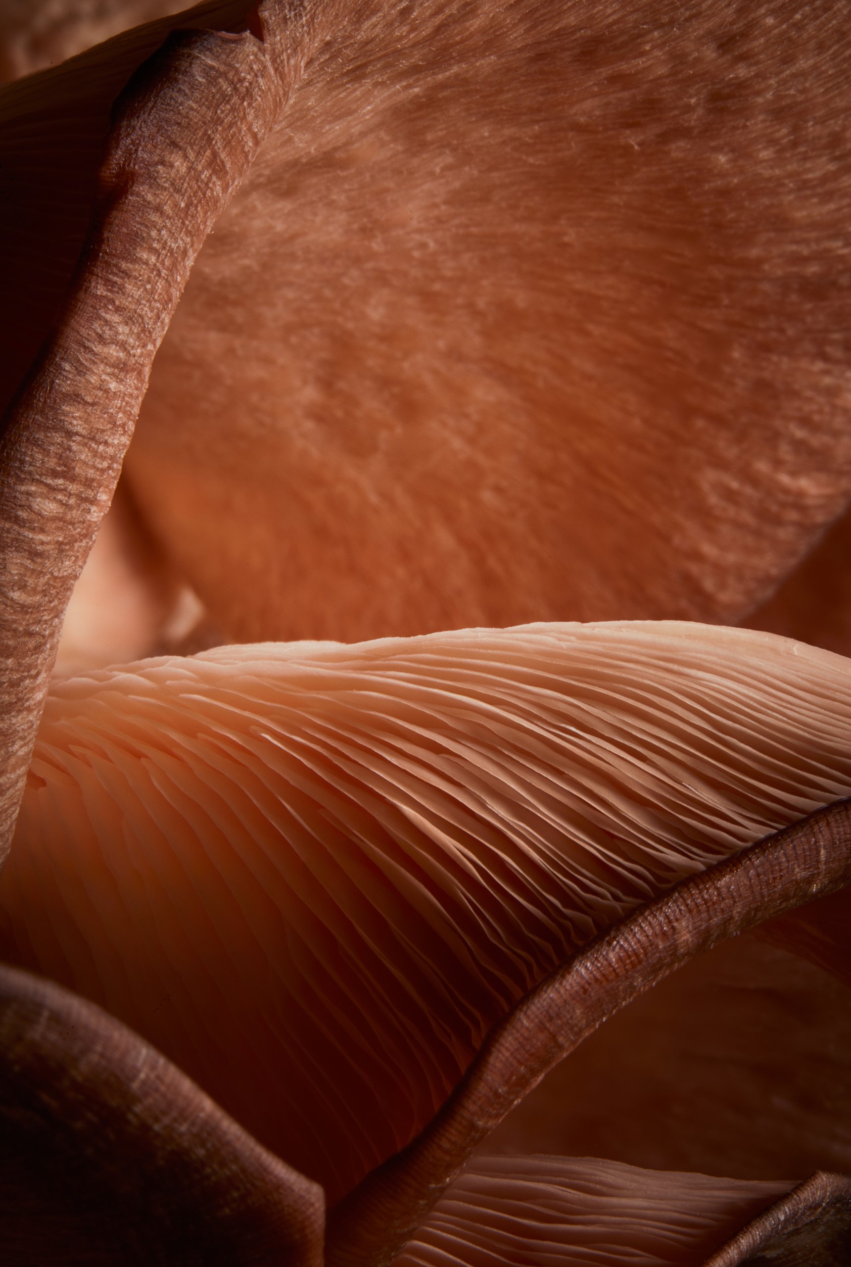 A pink oyster mushroom, a close study in low light, Fungi by Hannah Caldwell