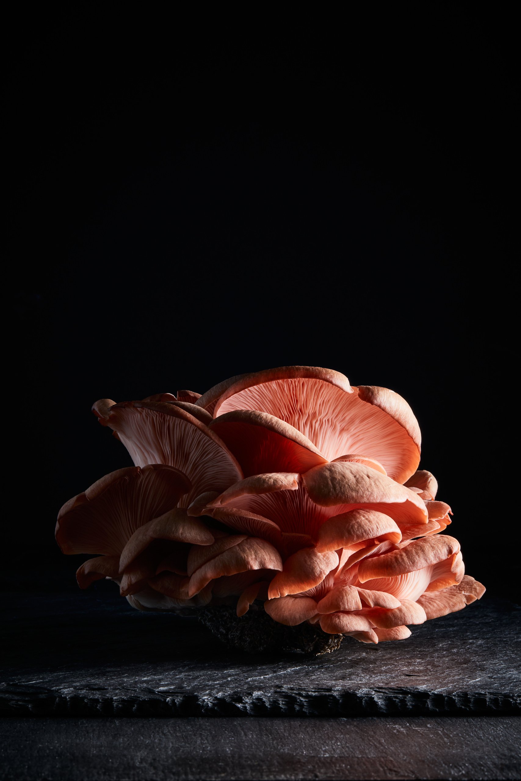 A pink oyster mushroom, a close study in low light, Fungi by Hannah Caldwell