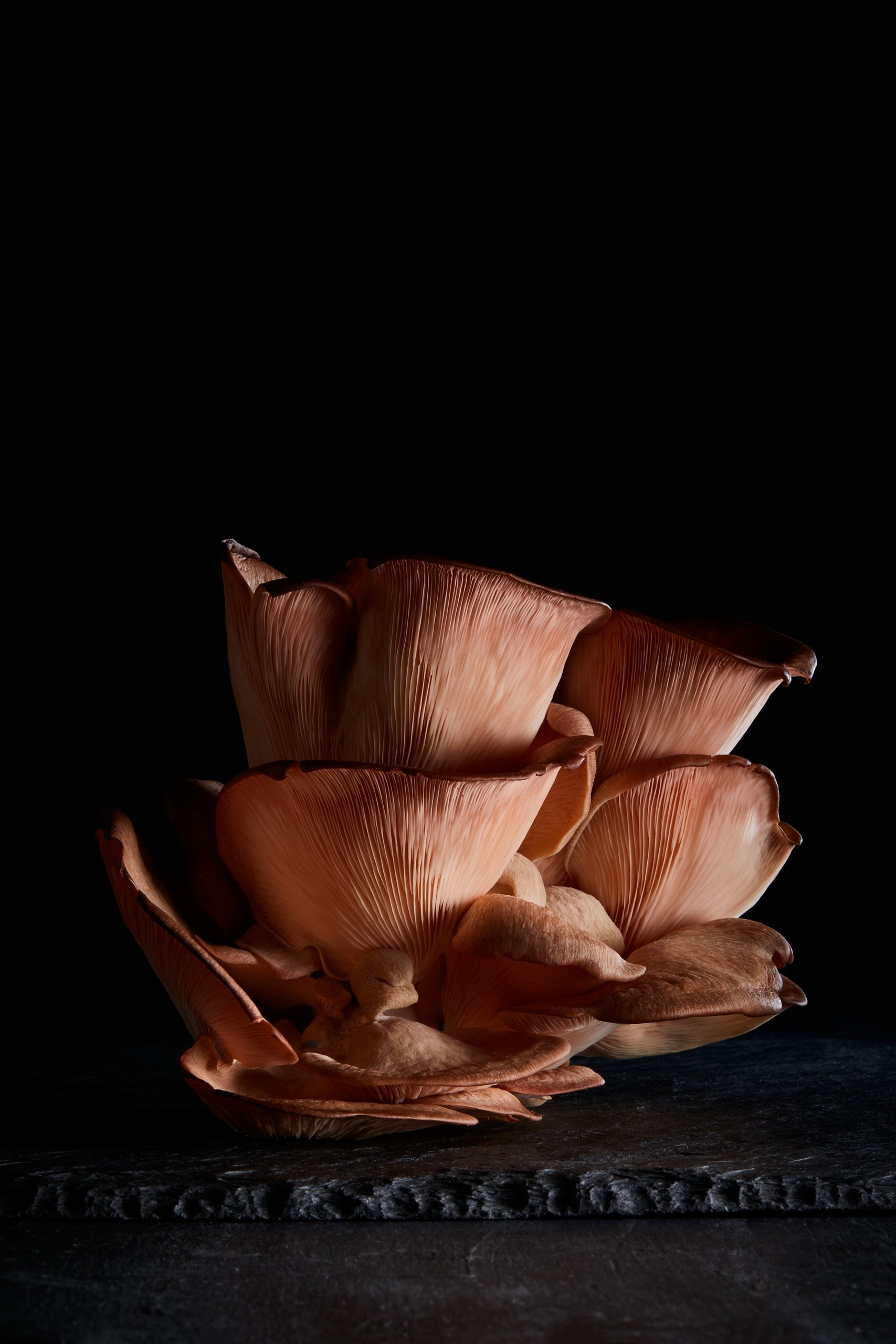 A cluster of pink oyster mushrooms fanning out on dark stone, Fungi by Hannah Caldwell