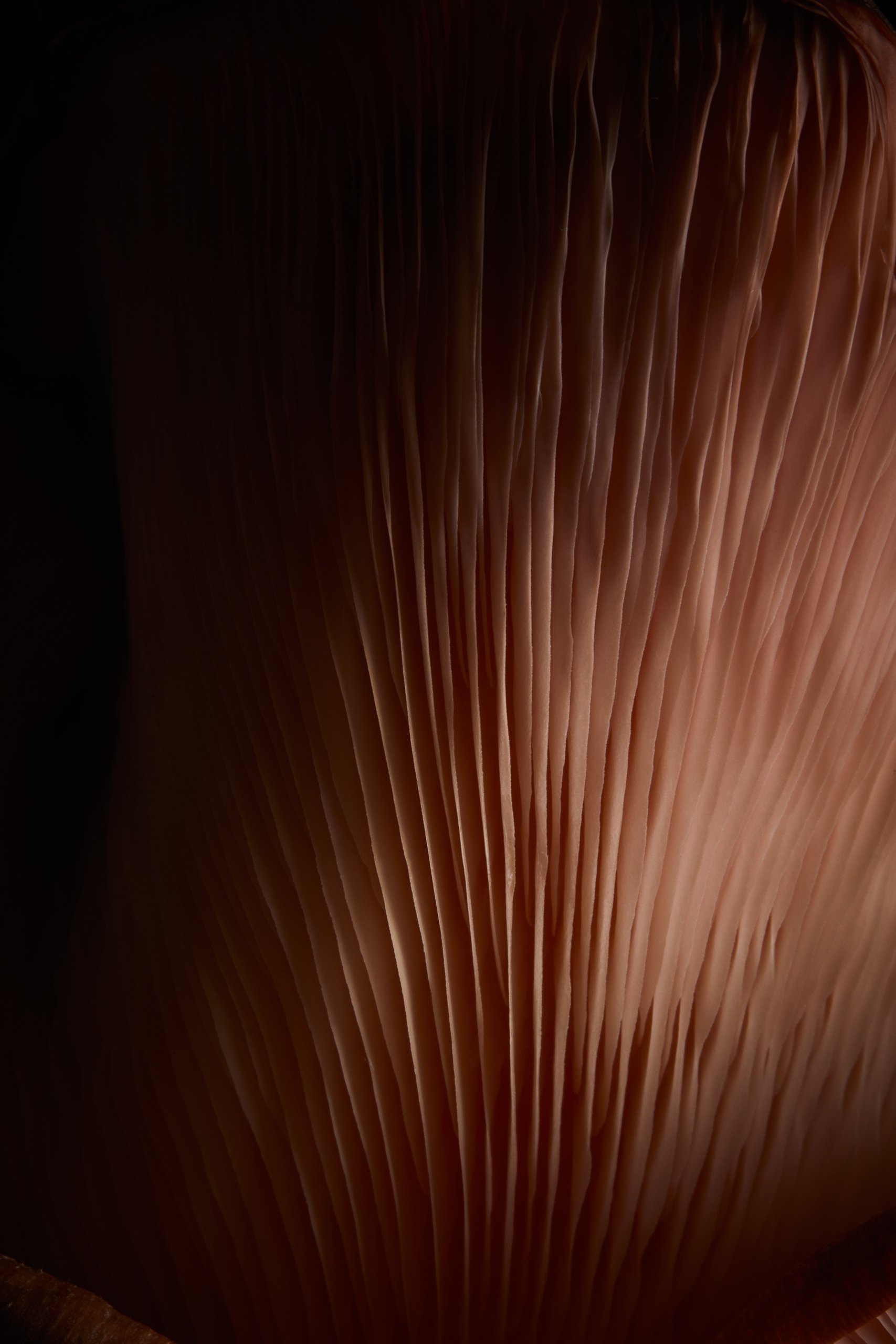 A pink oyster mushroom, a close study in low light, Fungi by Hannah Caldwell