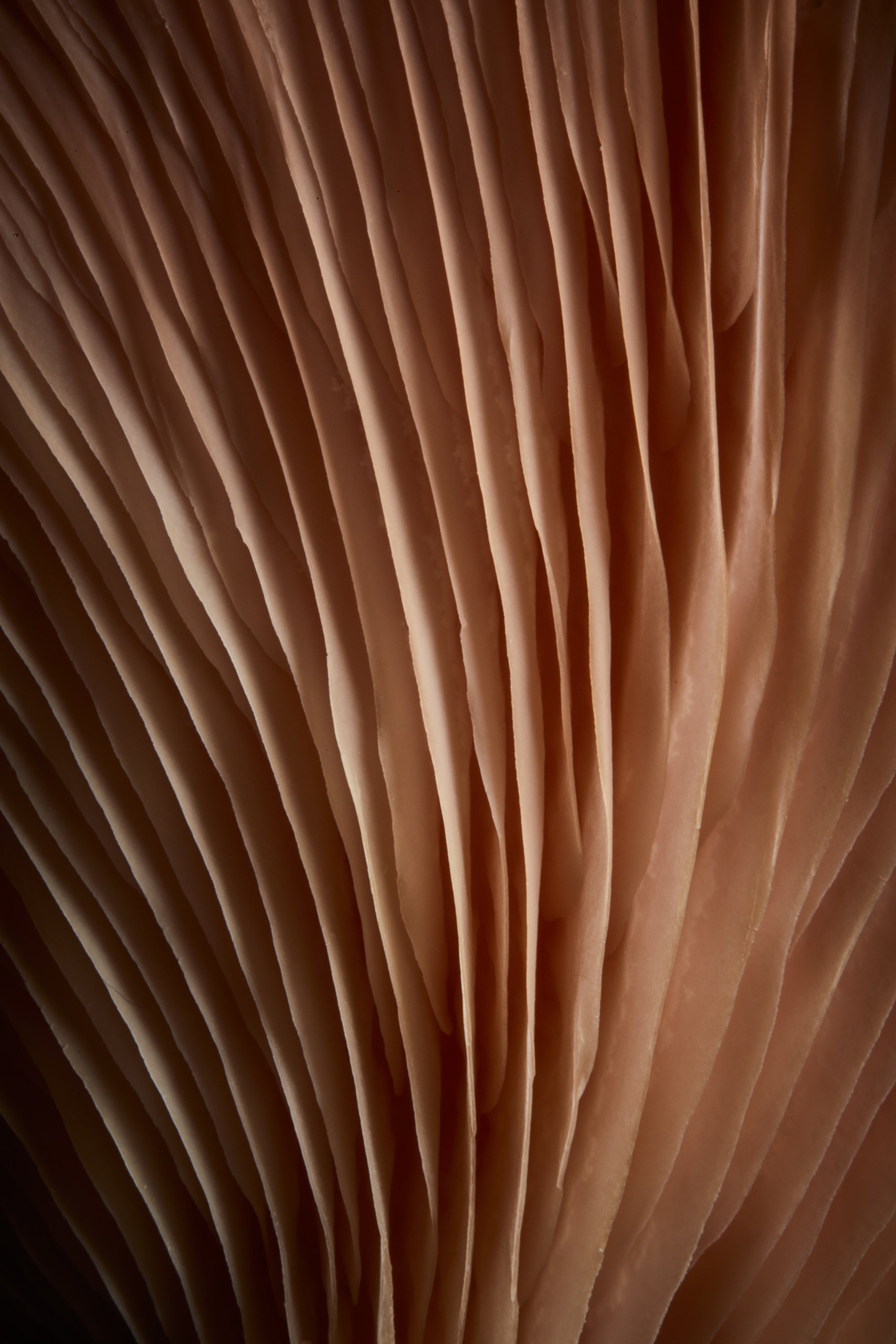 The gills of a pink oyster mushroom in close detail, ridged and backlit, Fungi by Hannah Caldwell