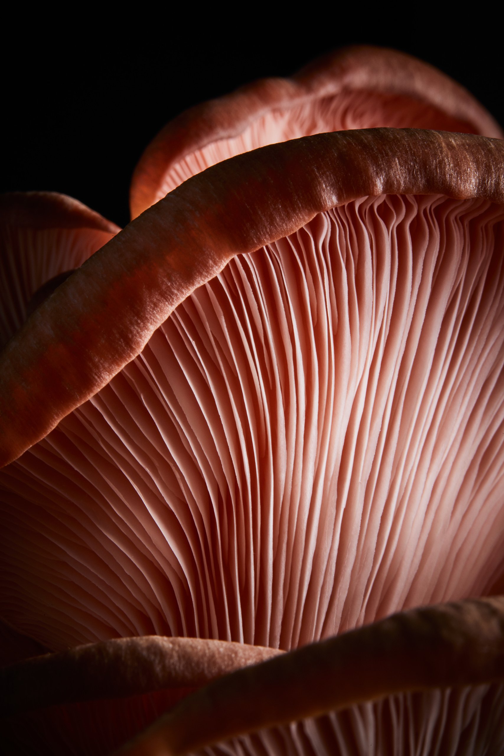 A pink oyster mushroom, a close study in low light, Fungi by Hannah Caldwell