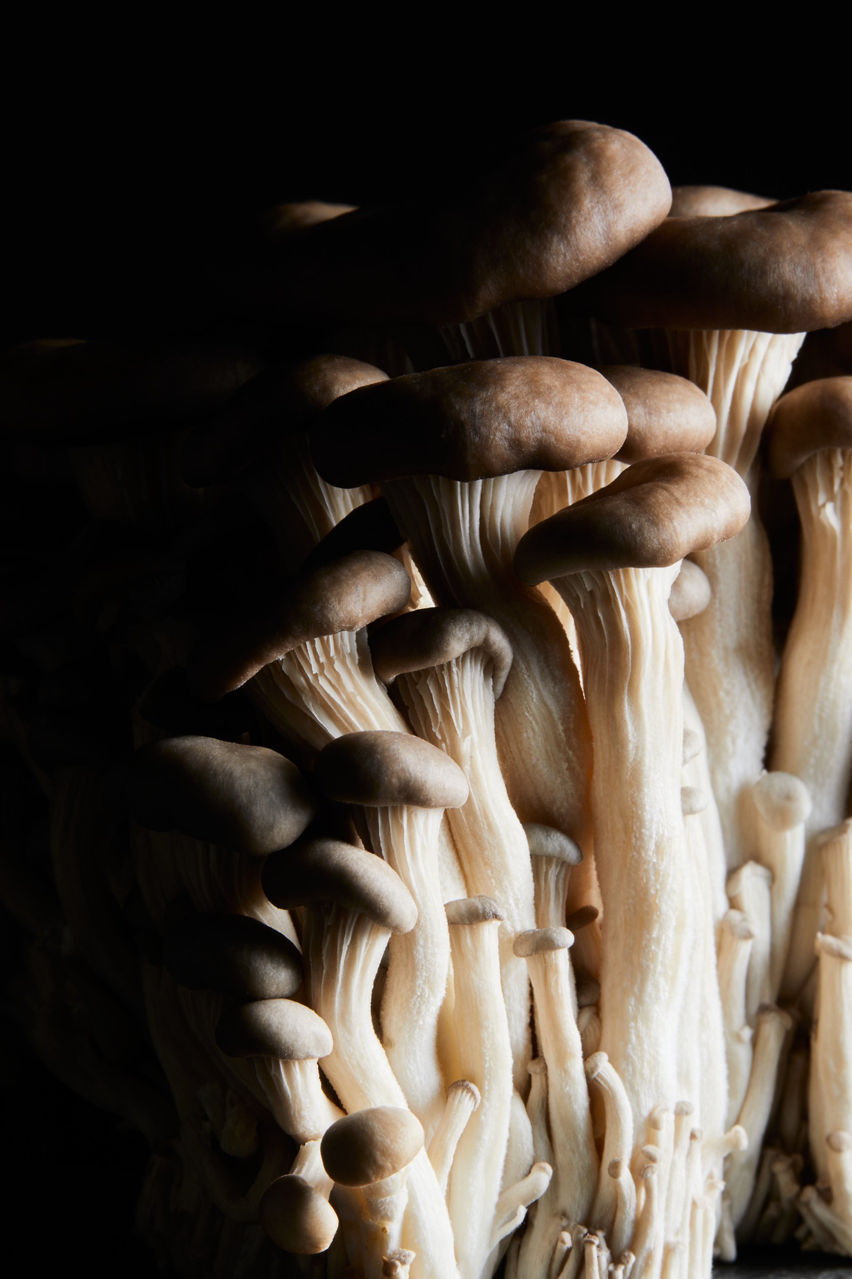 A cluster of shimeji mushrooms on slender stems, Fungi by Hannah Caldwell