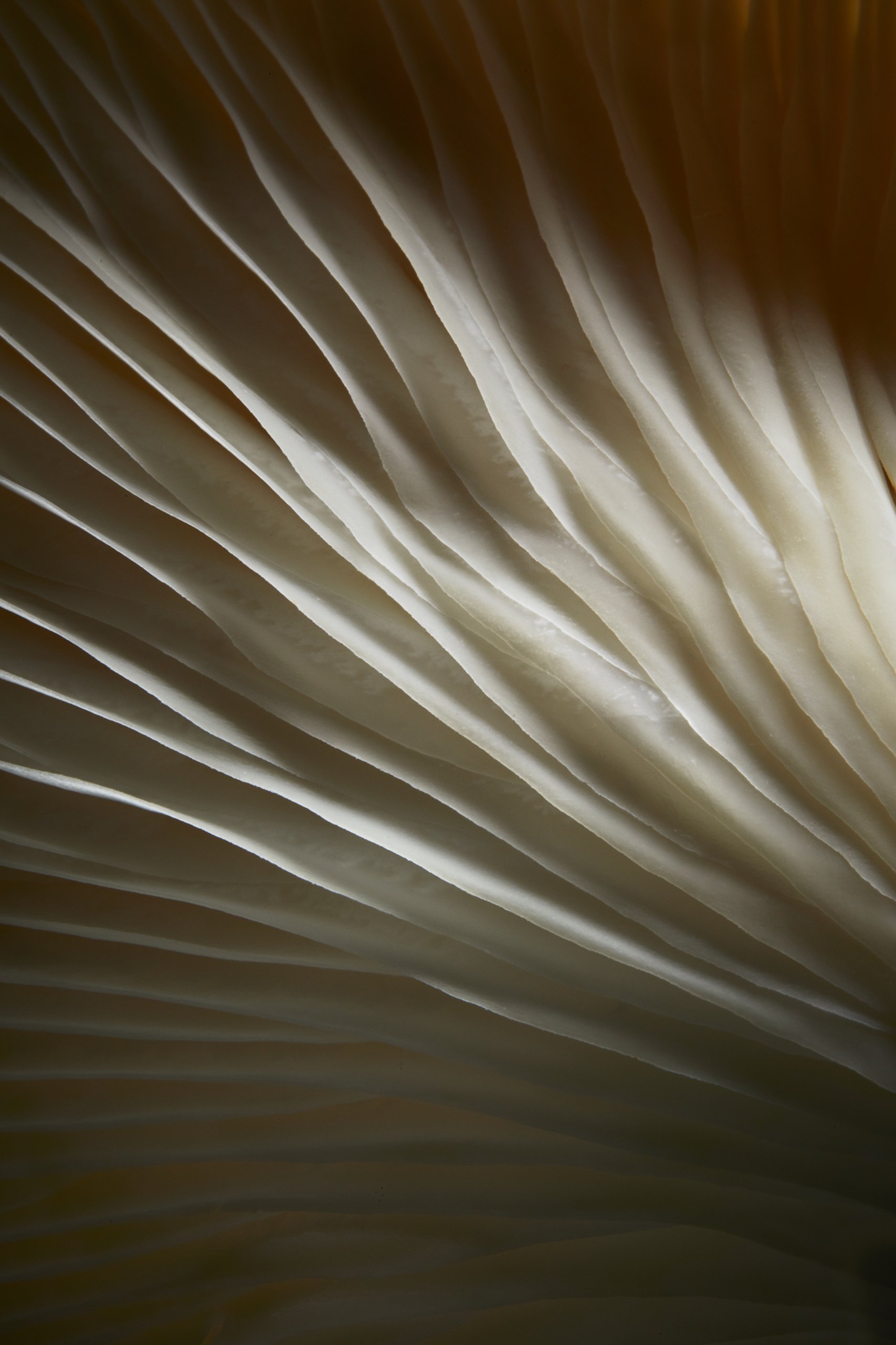 A white oyster mushroom, a close study in low light, Fungi by Hannah Caldwell