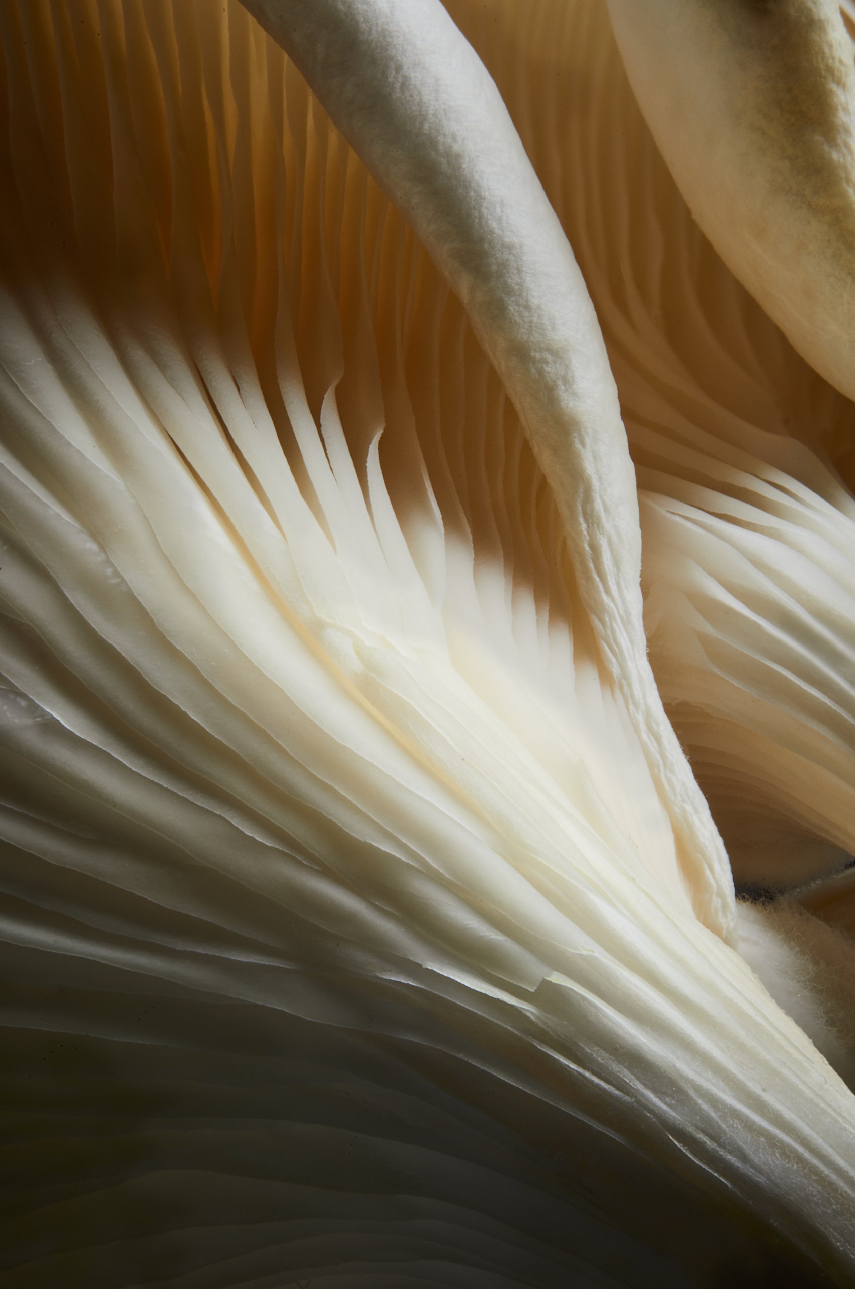 A white oyster mushroom, a close study in low light, Fungi by Hannah Caldwell