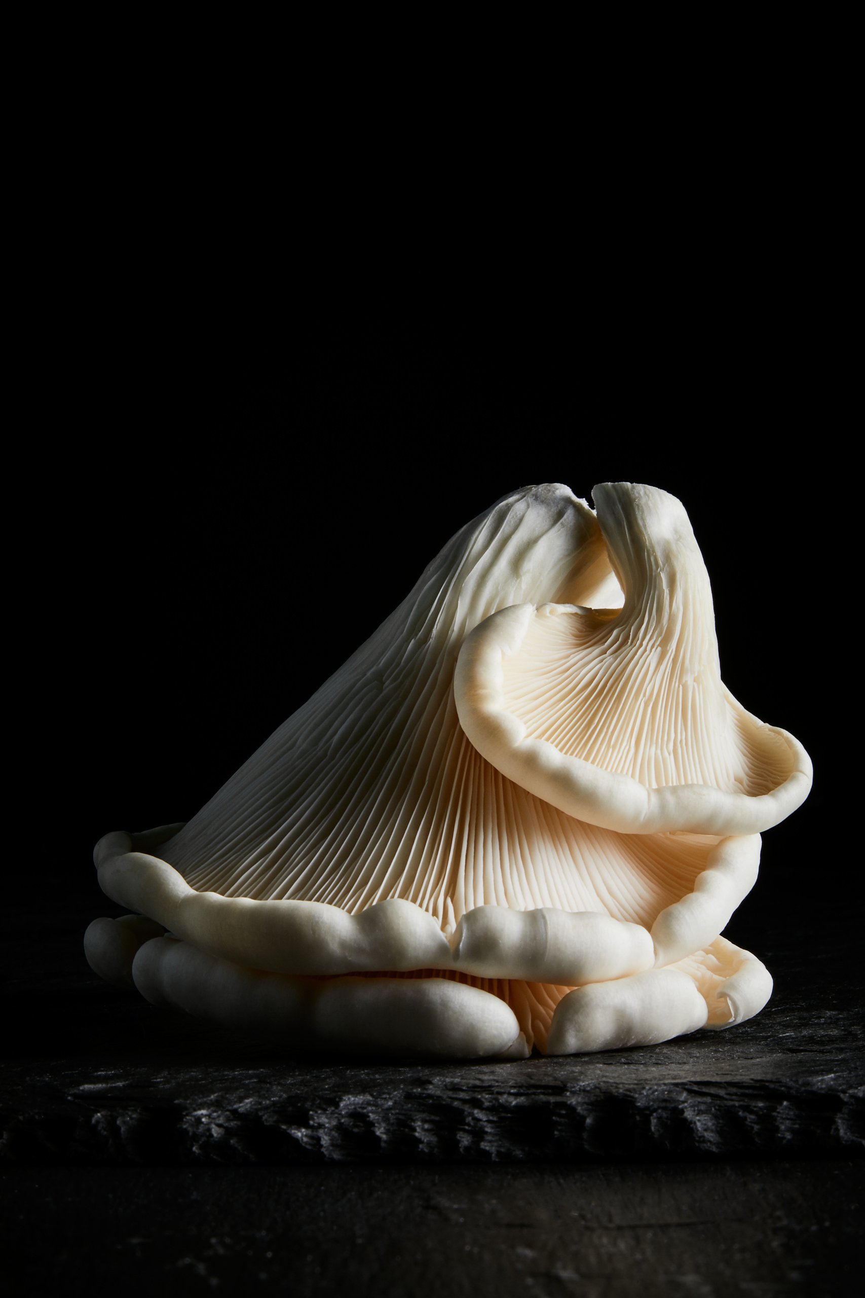 A white oyster mushroom curled on dark stone, pale against black, Fungi by Hannah Caldwell