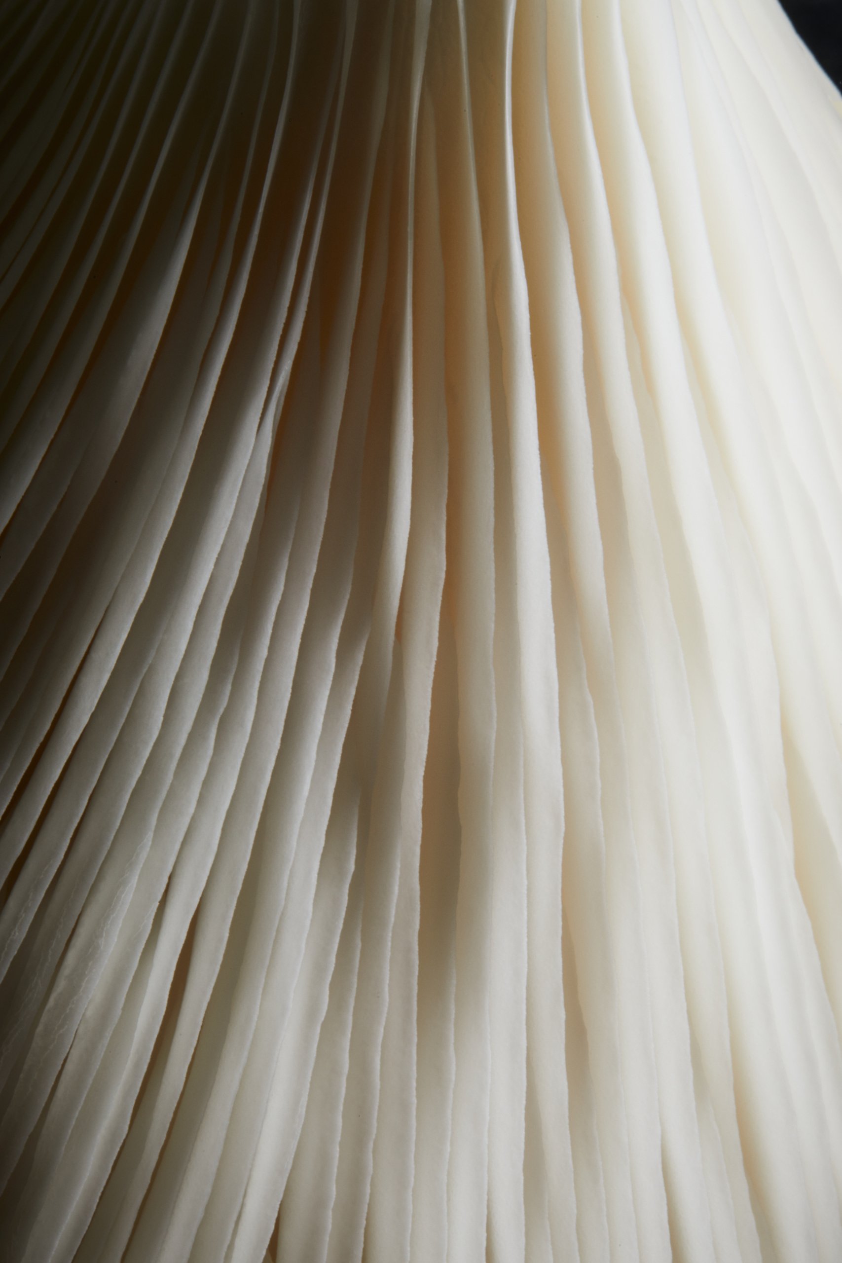 The gills of a white oyster mushroom, close and softly lit, Fungi by Hannah Caldwell