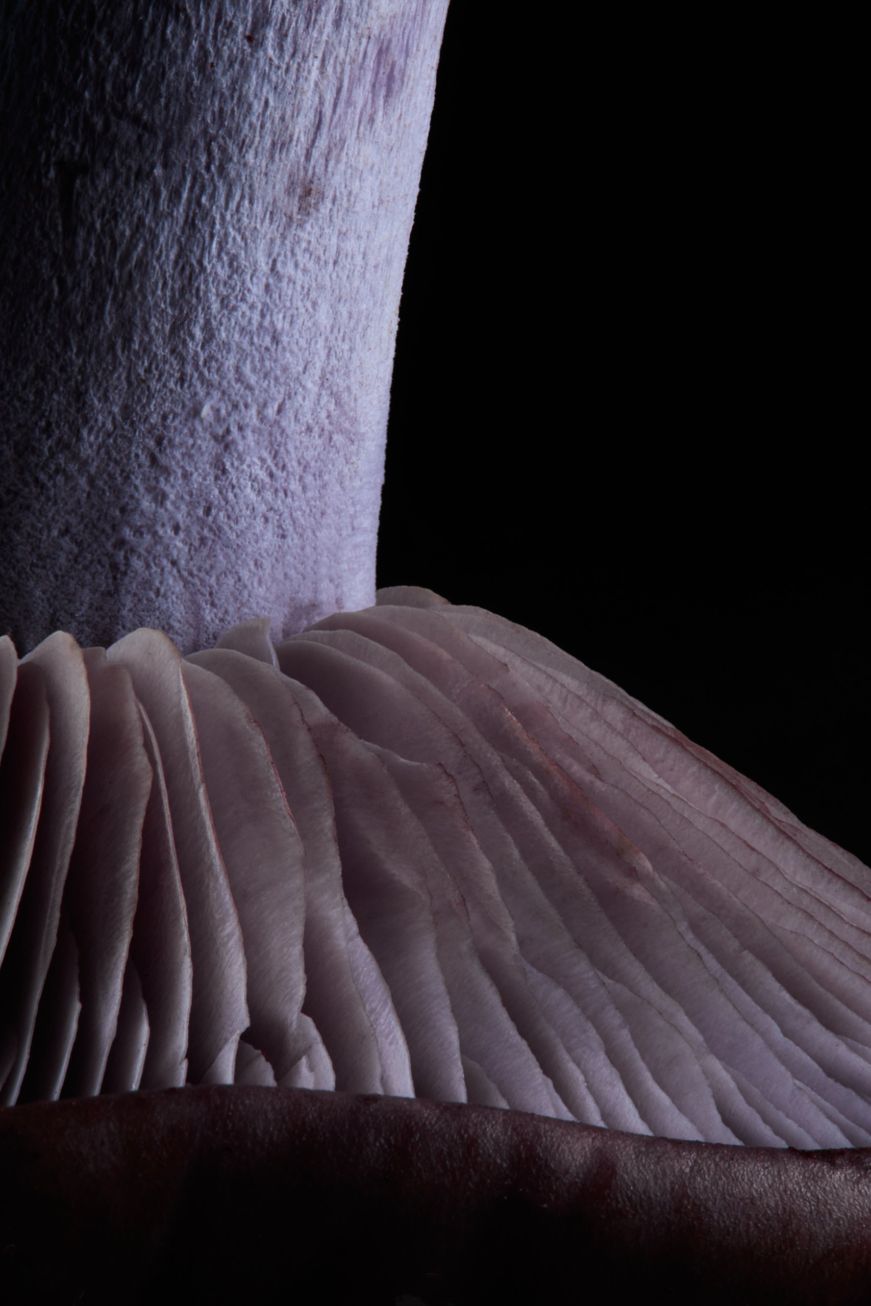 A wood blewit, its violet stem rising into pale ridged gills, Fungi by Hannah Caldwell
