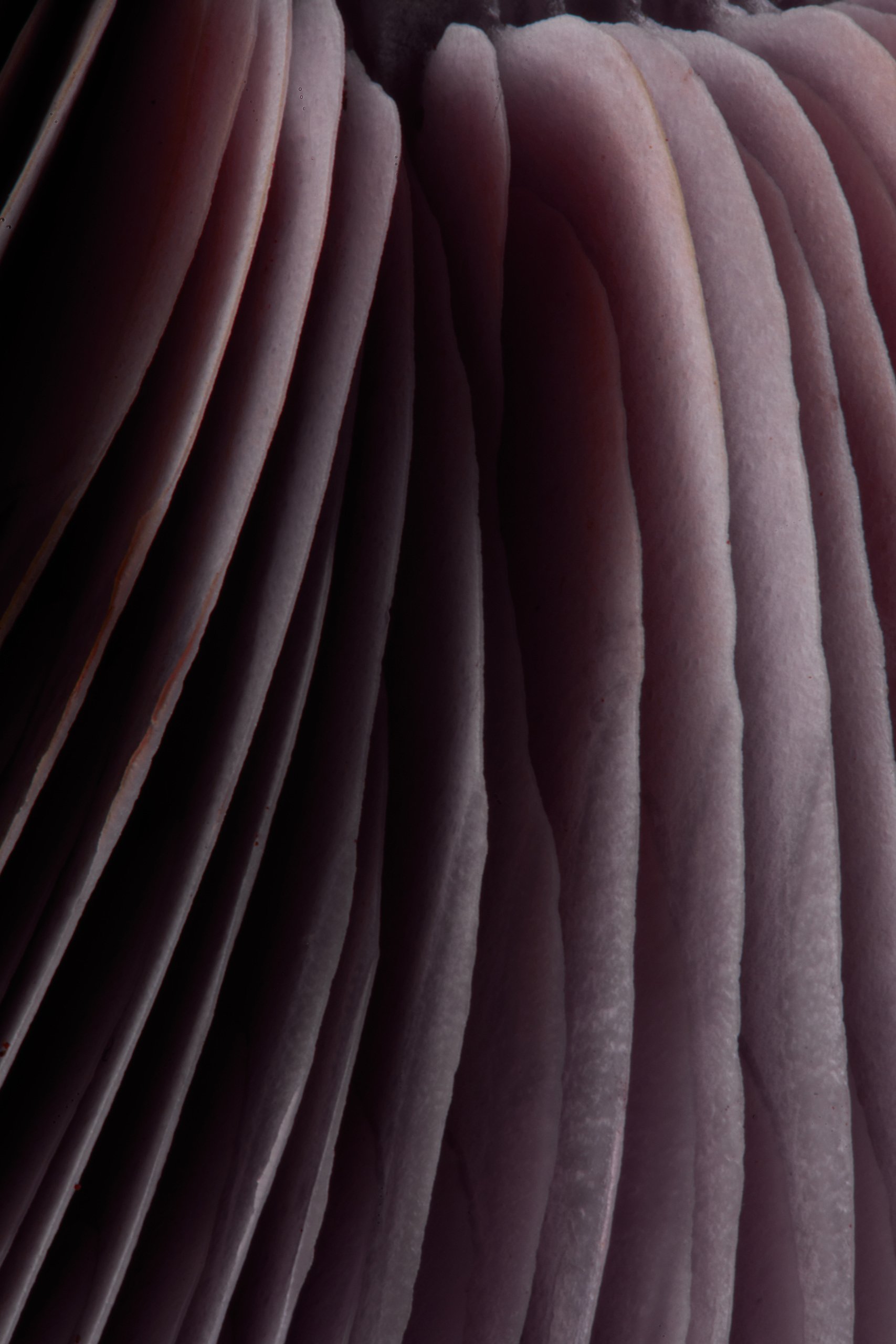 A wood blewit mushroom, a close study in low light, Fungi by Hannah Caldwell