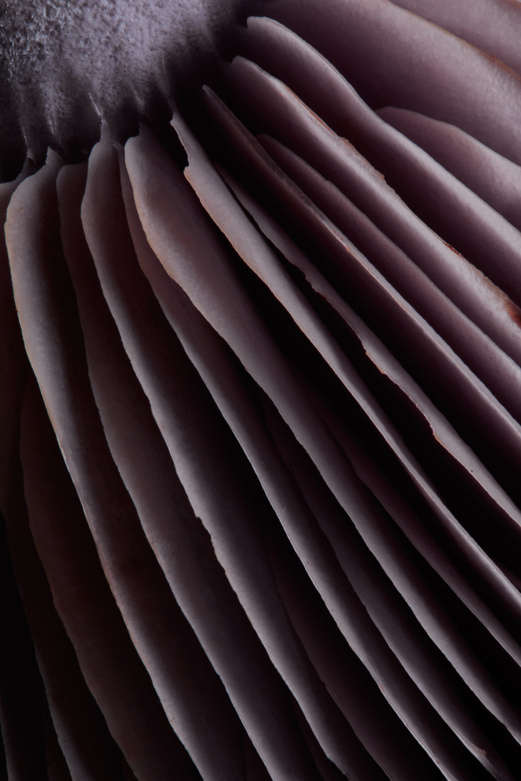 The gills of a wood blewit in close detail, violet and finely ribbed, Fungi by Hannah Caldwell