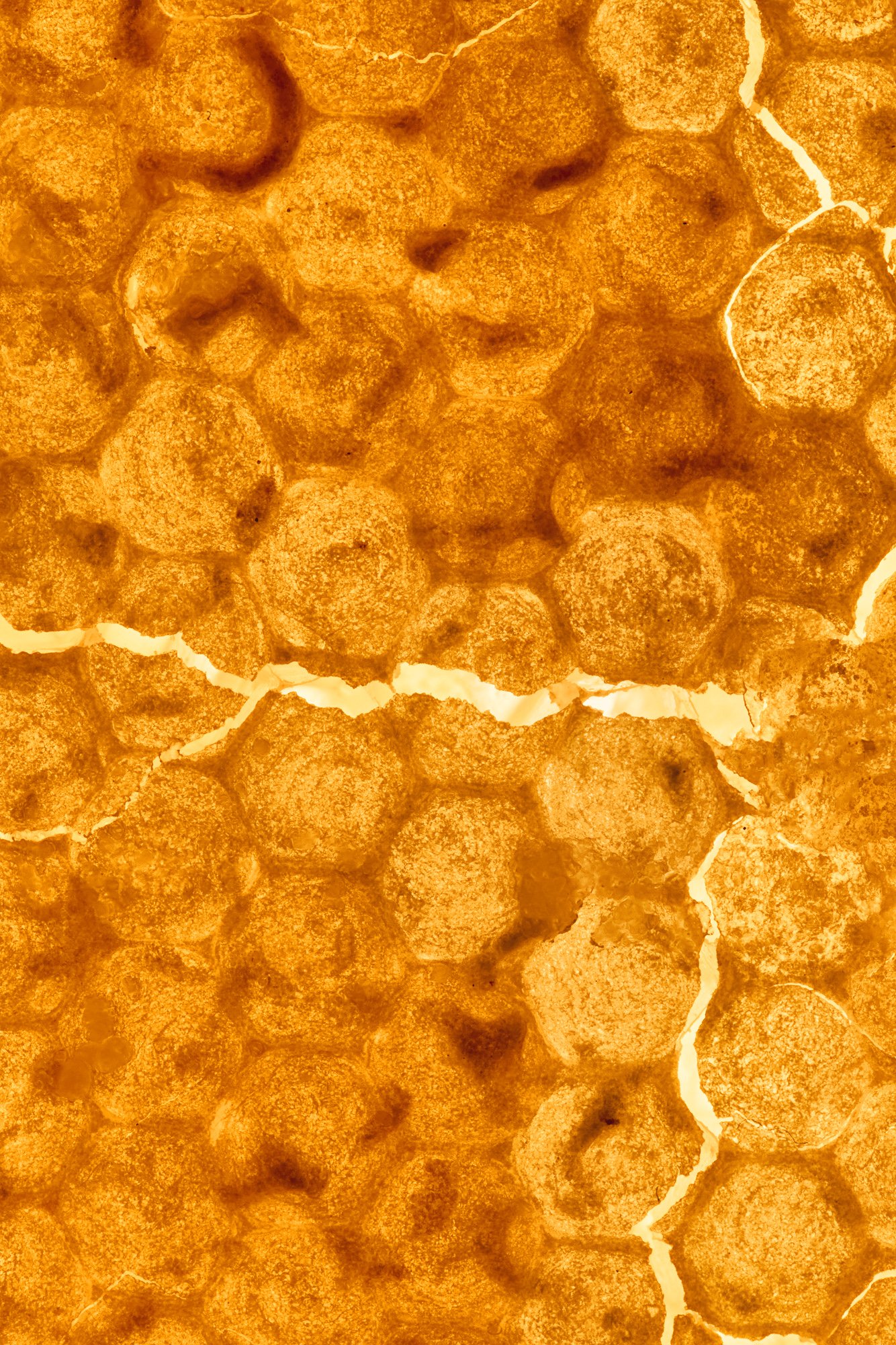 Honey caught in soft light, Inside Out by Hannah Caldwell