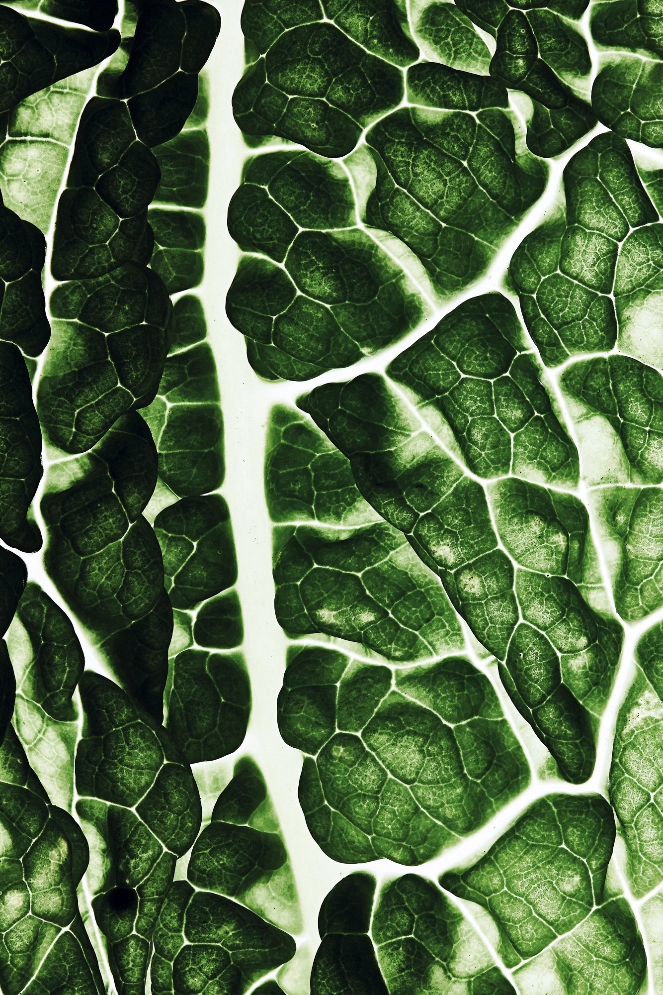 A leaf of kale, its veins and ruffles lit against shadow, Inside Out by Hannah Caldwell