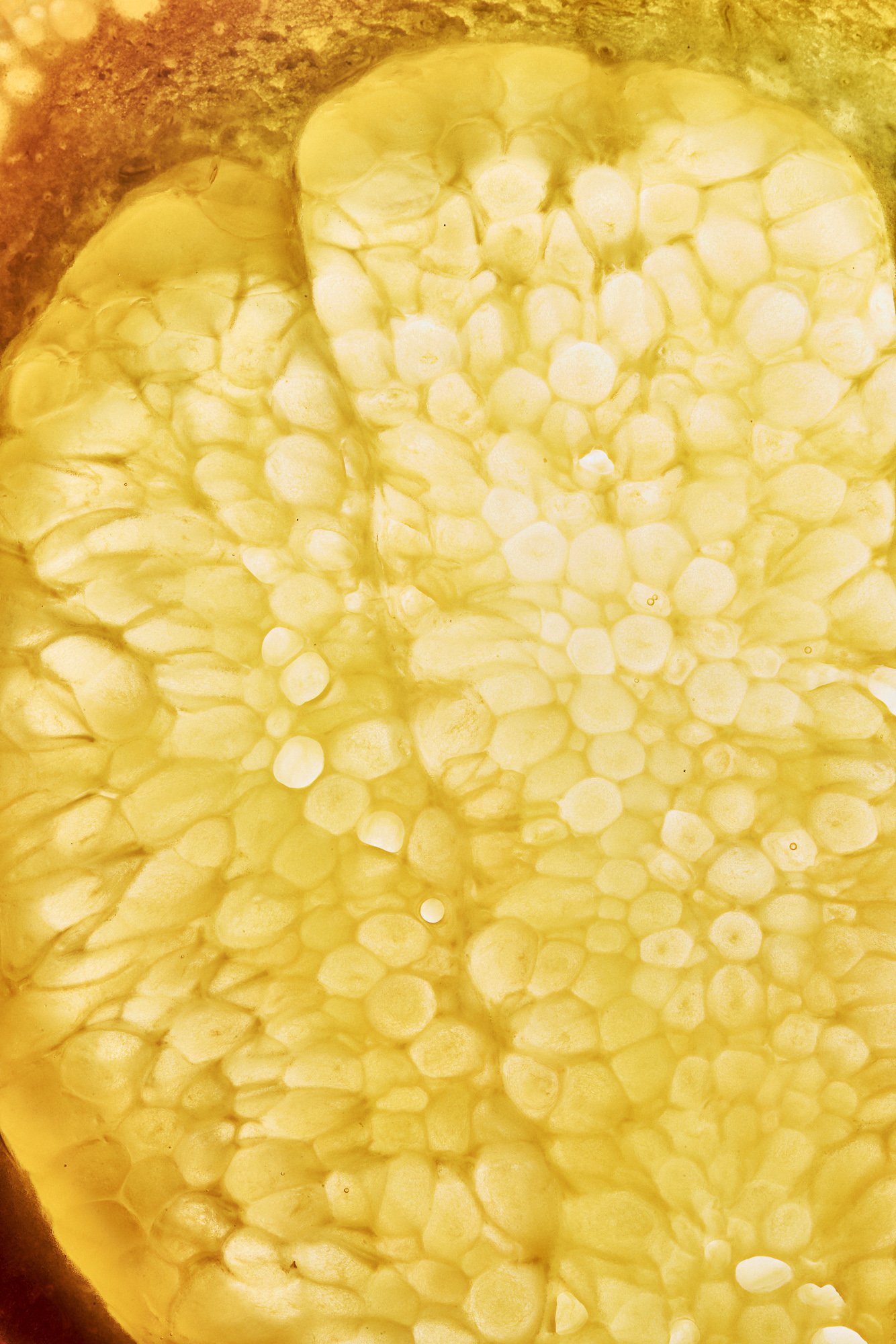A lemon, bright against darkness, Inside Out by Hannah Caldwell