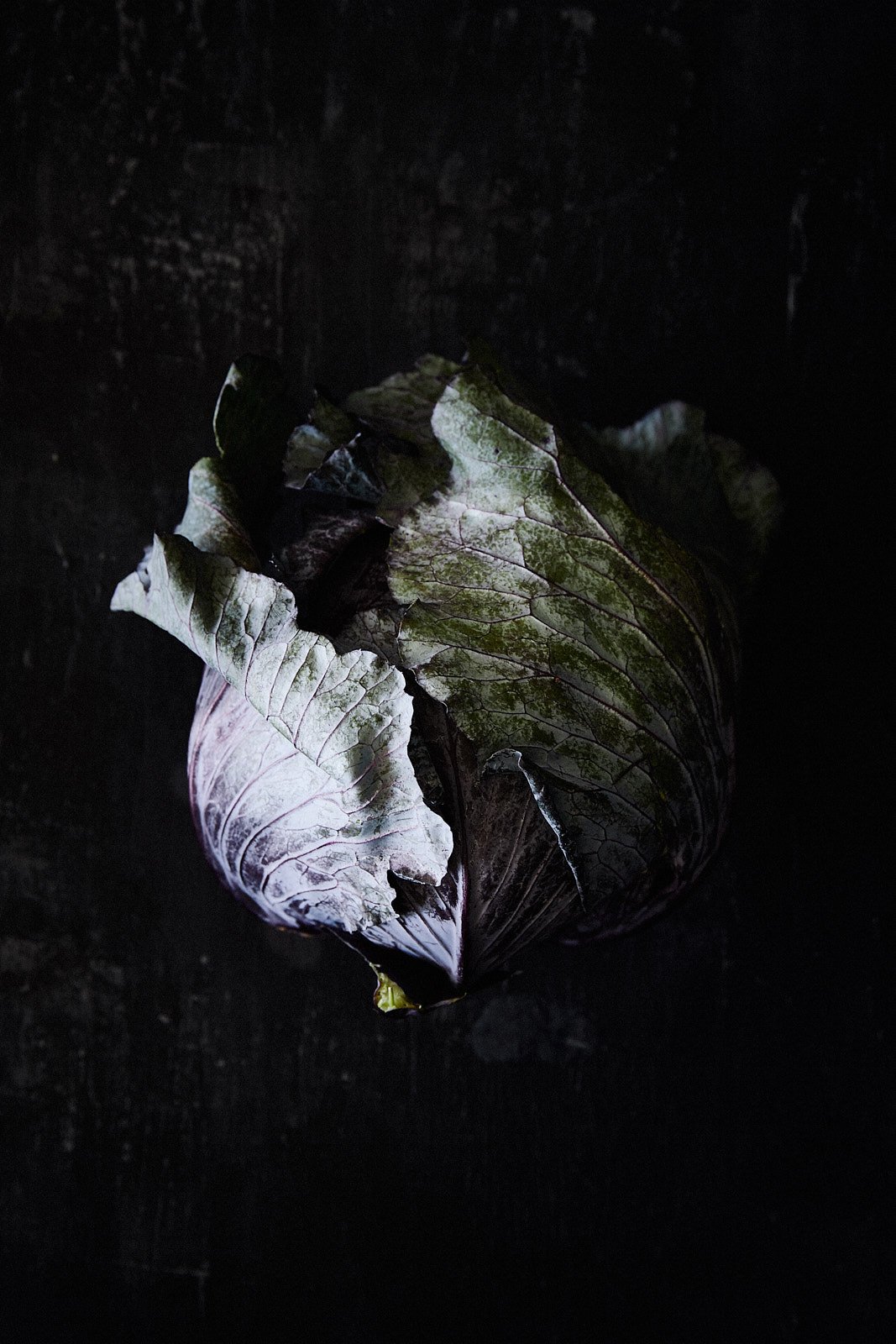 A cabbage still wrapped in its outer leaves, RAW by Hannah Caldwell
