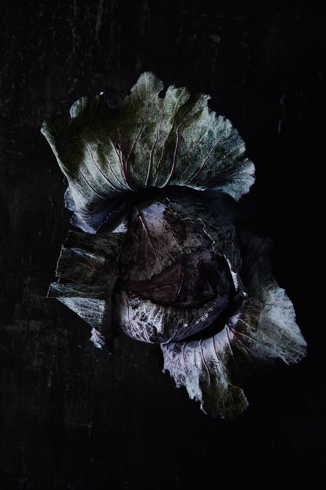 A red cabbage opened to its inner leaves, RAW by Hannah Caldwell