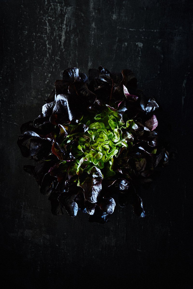A red oak lettuce opening like a bloom, RAW by Hannah Caldwell