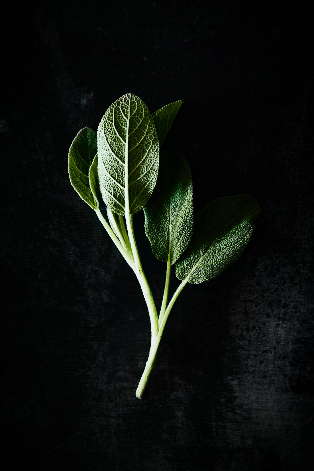 A sprig of sage laid on dark ground, RAW by Hannah Caldwell