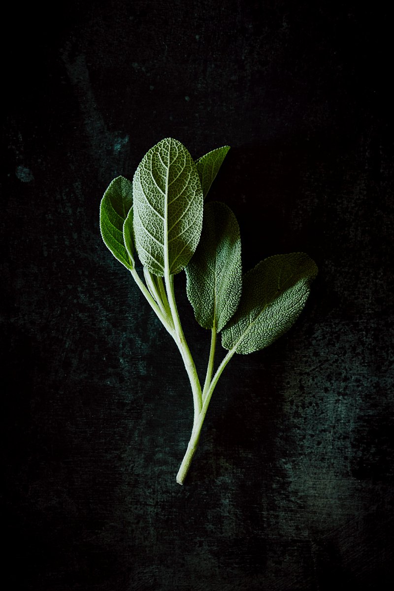 A sprig of sage laid on dark ground, RAW by Hannah Caldwell