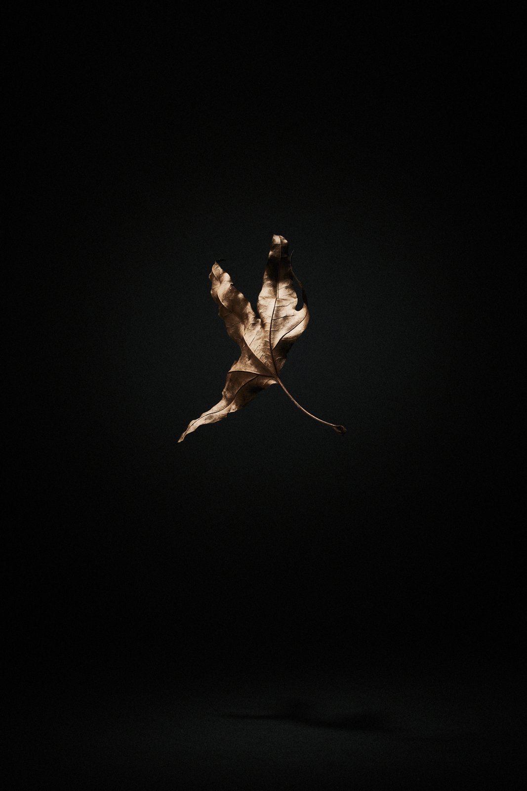 A bloom hanging fragile and still in shadow, Suspension by Hannah Caldwell