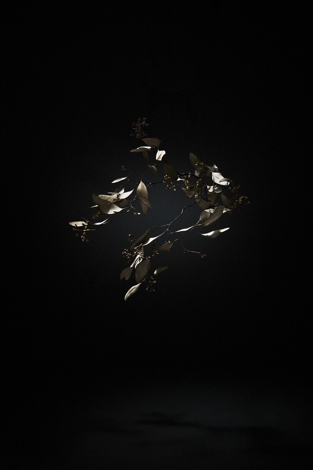 A fragile flower poised in darkness, Suspension by Hannah Caldwell