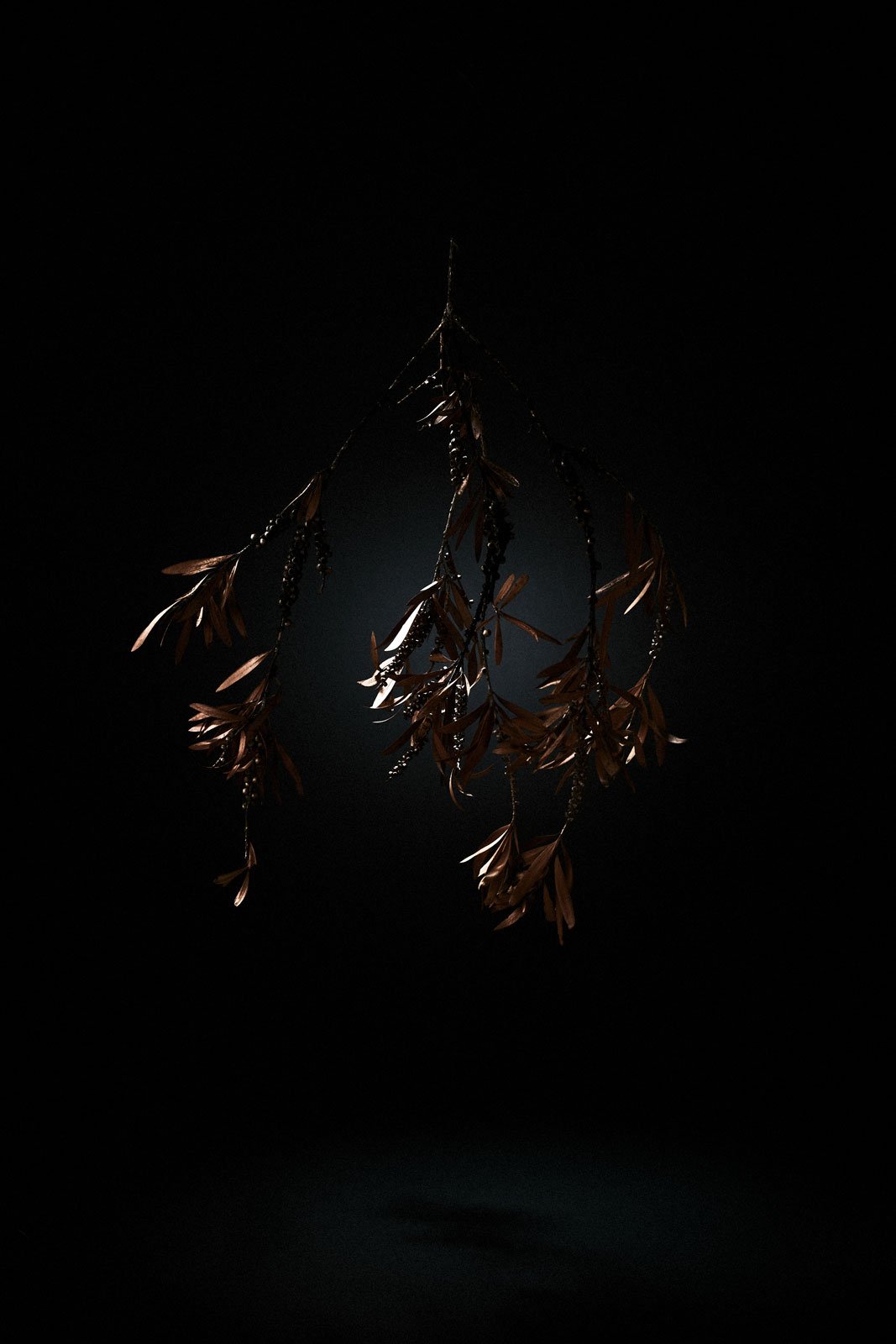 A bloom suspended, soft against shadow, Suspension by Hannah Caldwell
