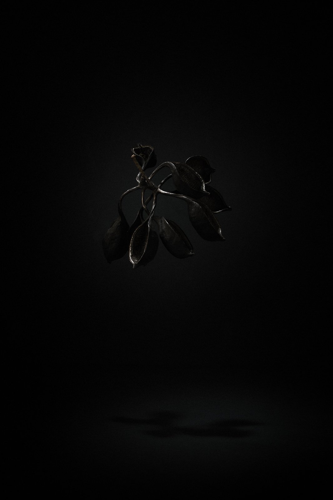 A single flower lit against deep black, Suspension by Hannah Caldwell