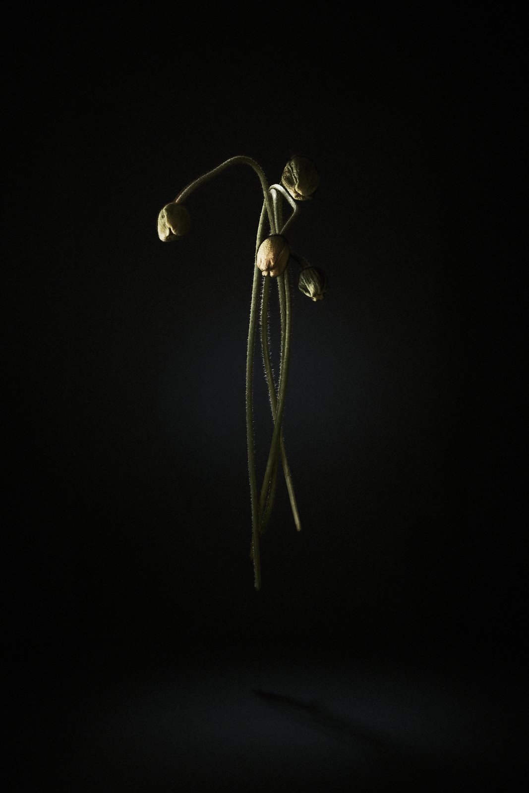 A peony suspended in quiet light, Suspension by Hannah Caldwell