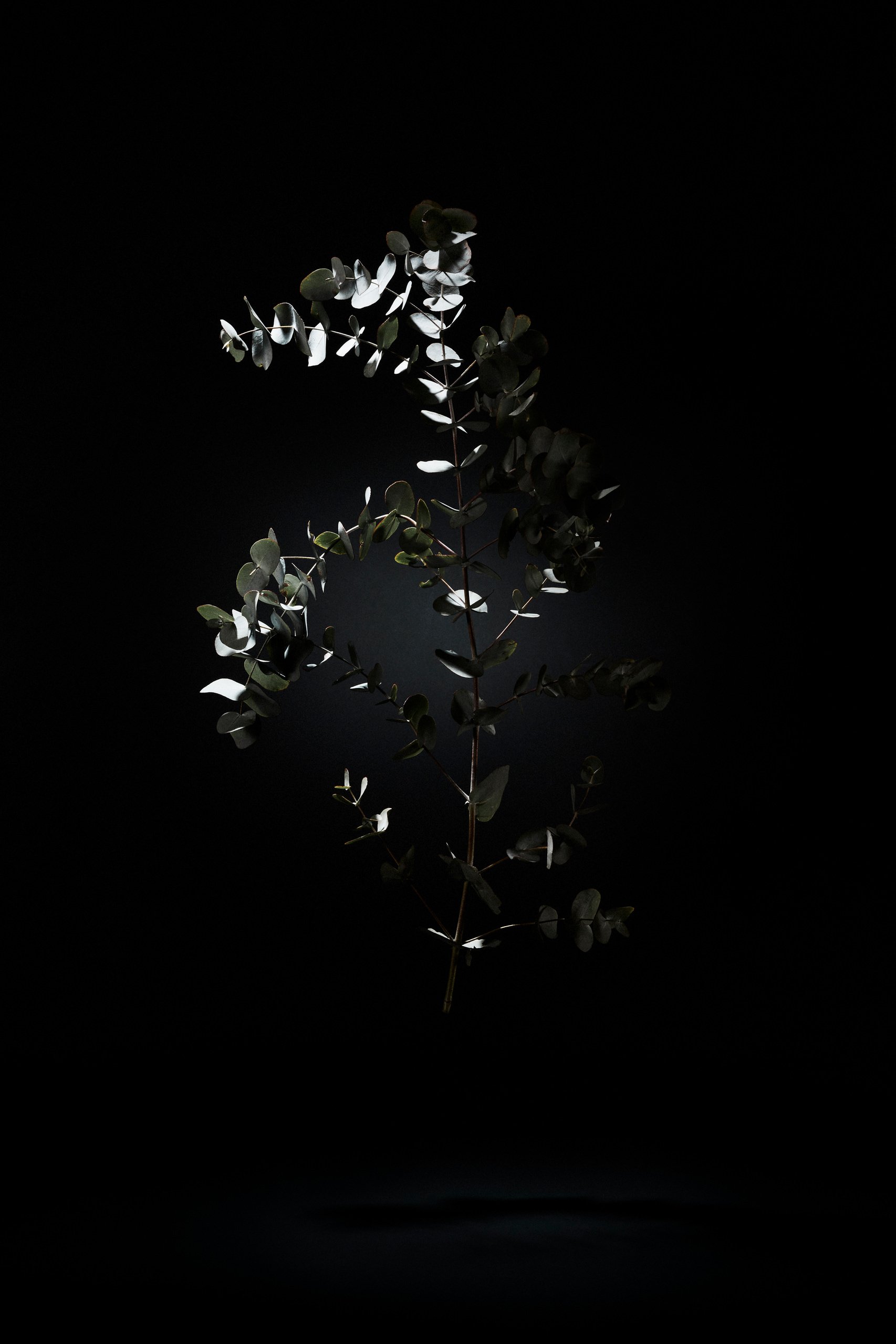 A eucalyptus branch held in stillness against black, Suspension by Hannah Caldwell