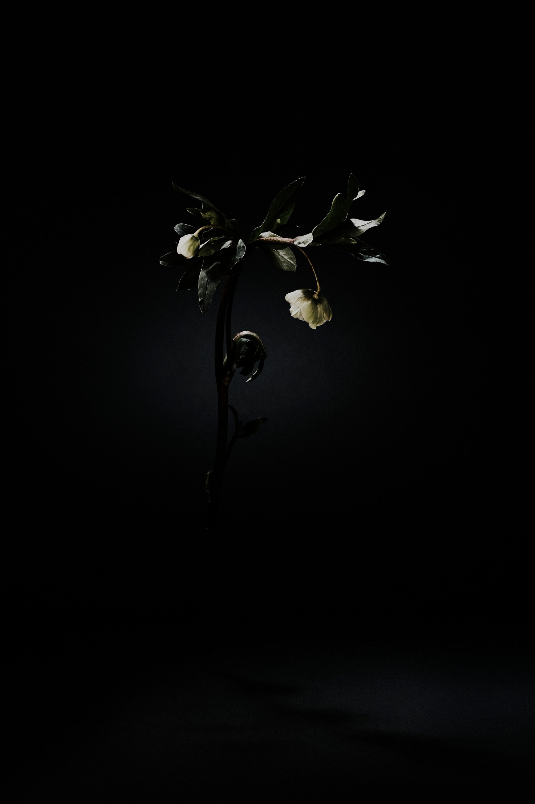 A suspended hellebore catching the light, Suspension by Hannah Caldwell