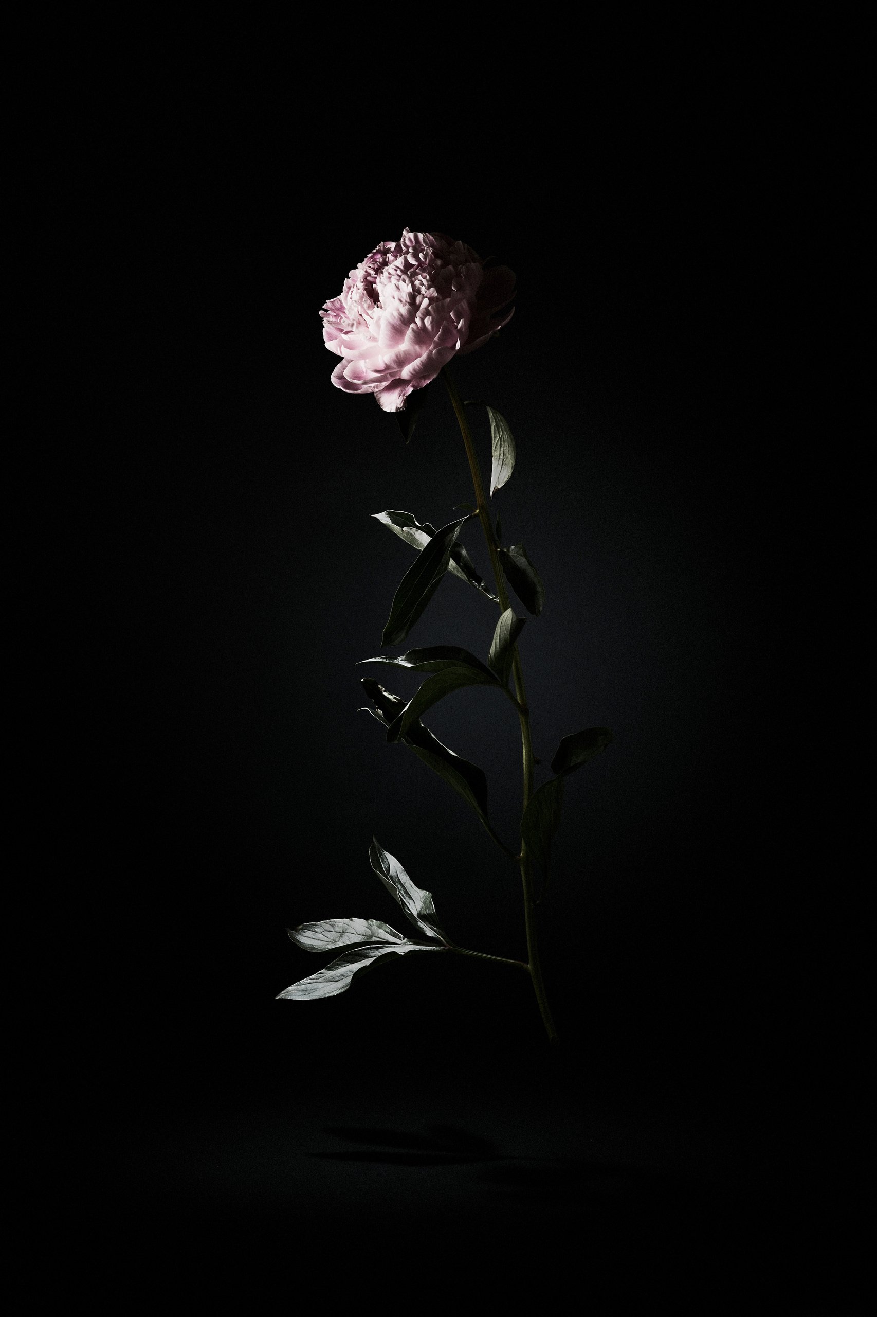 A pink peony on a tall stem, suspended against darkness, from the Suspension series by Hannah Caldwell