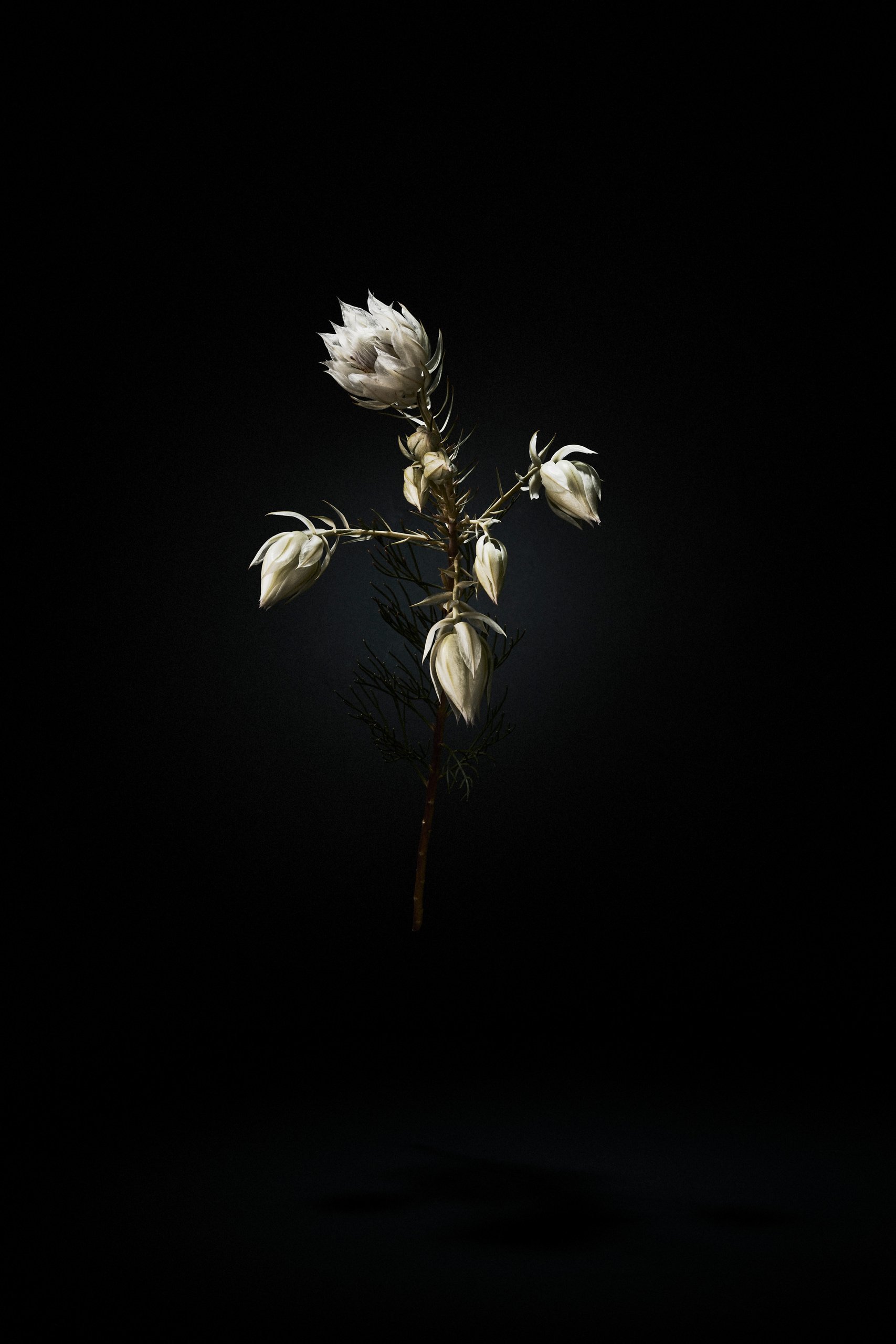 A single protea suspended against darkness, Suspension by Hannah Caldwell